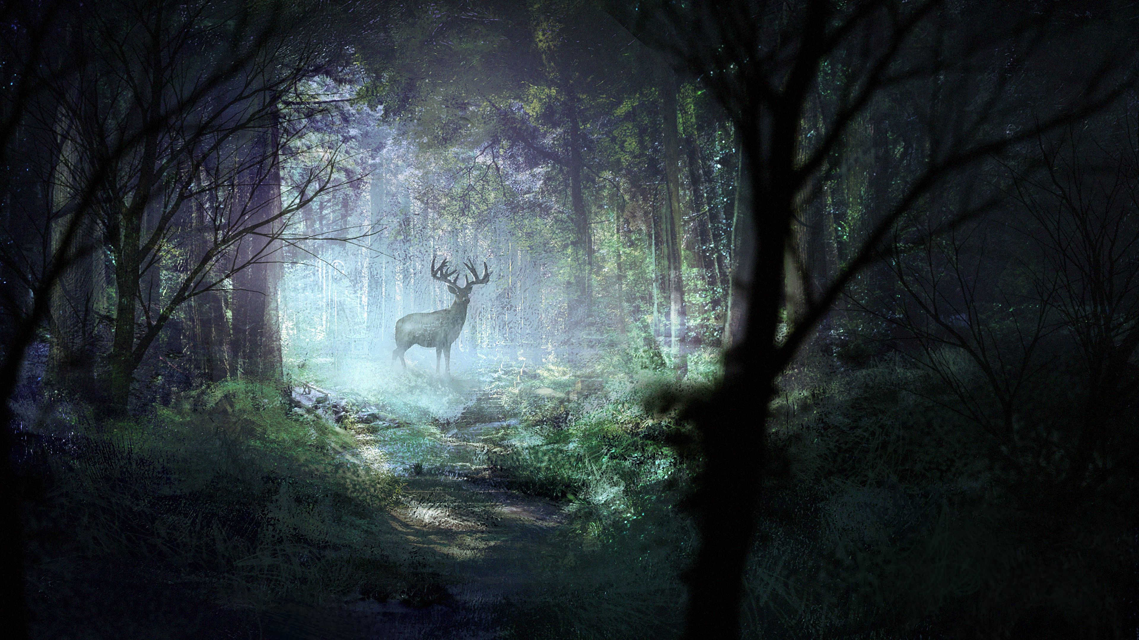art, wildlife, deer, light, shine, forest HD wallpaper