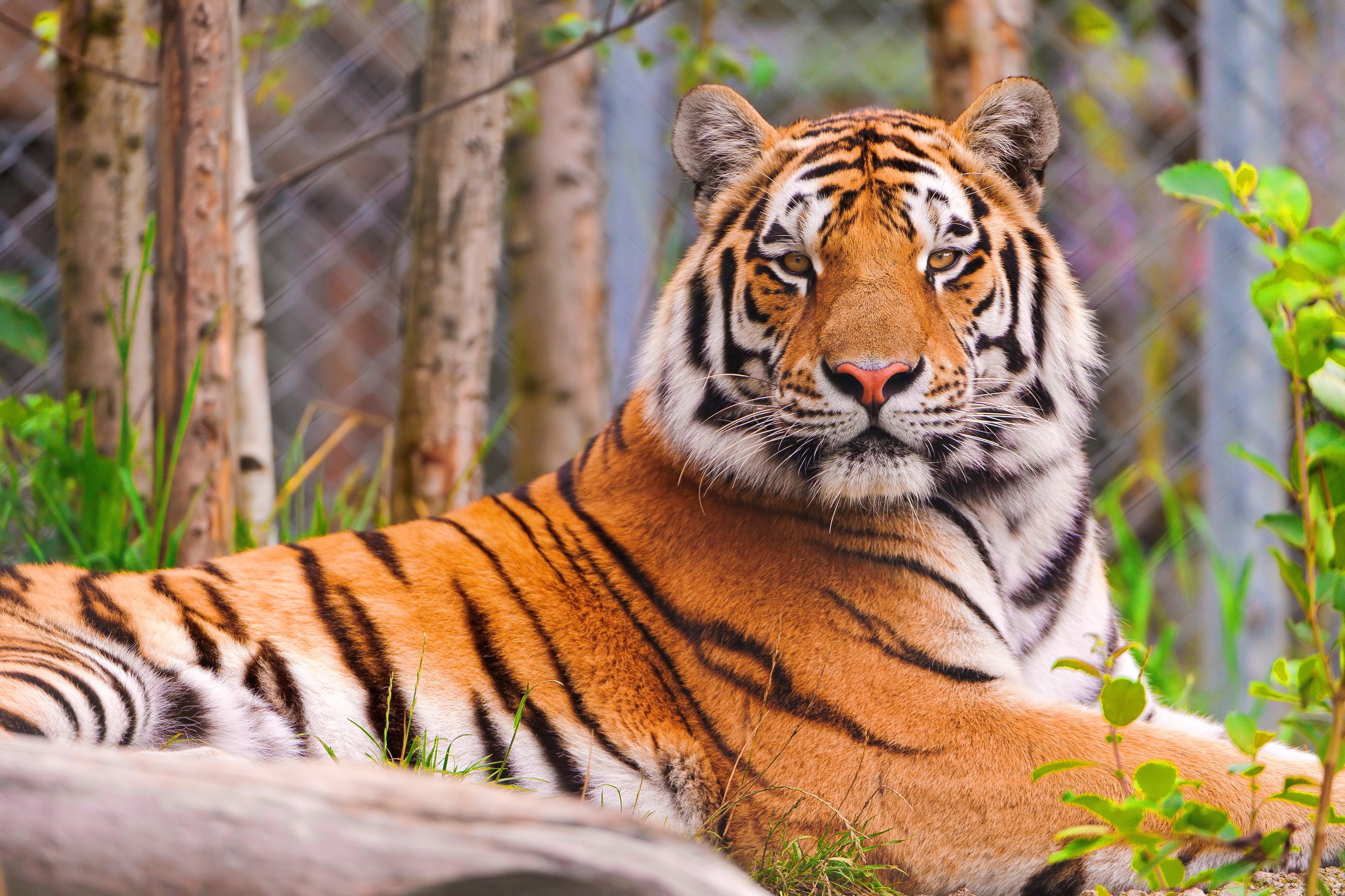 animals, muzzle, predator, big cat, tiger Ultra HD, Free 4K, 32K