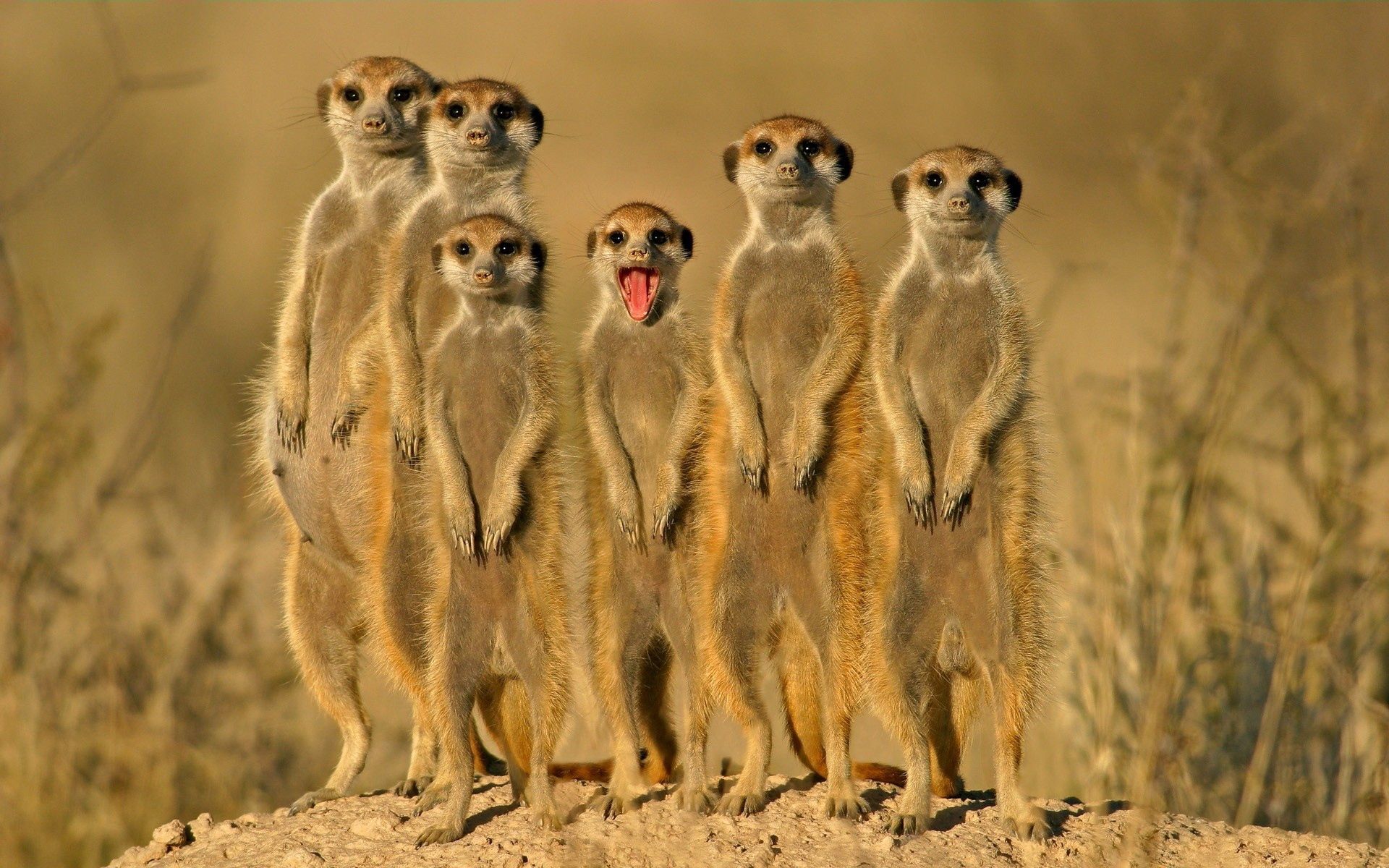 animals, meerkats, crowd, to stand, stand, lots of, multitude, danger phone wallpaper