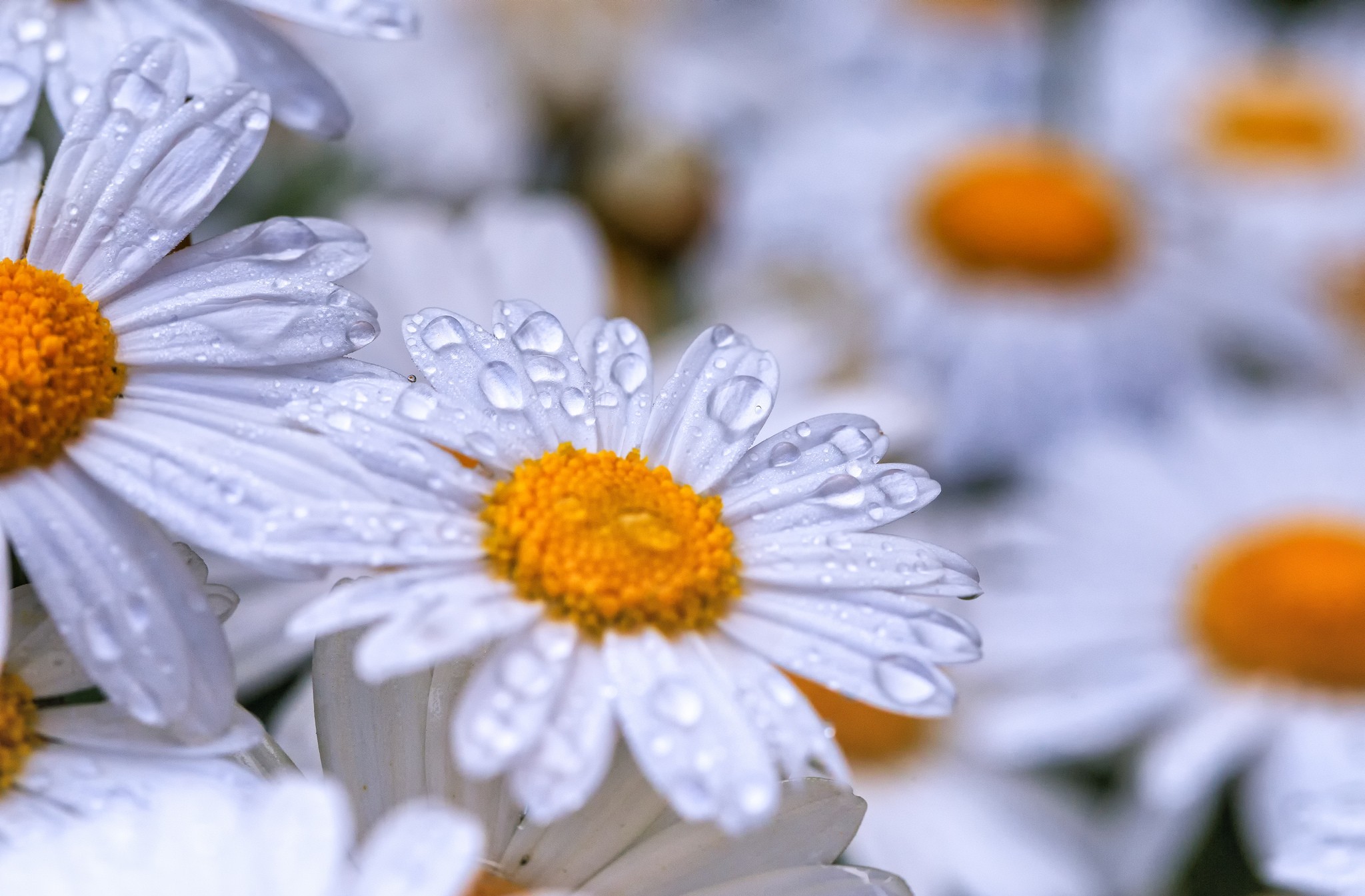earth, daisy, camomile, flowers images