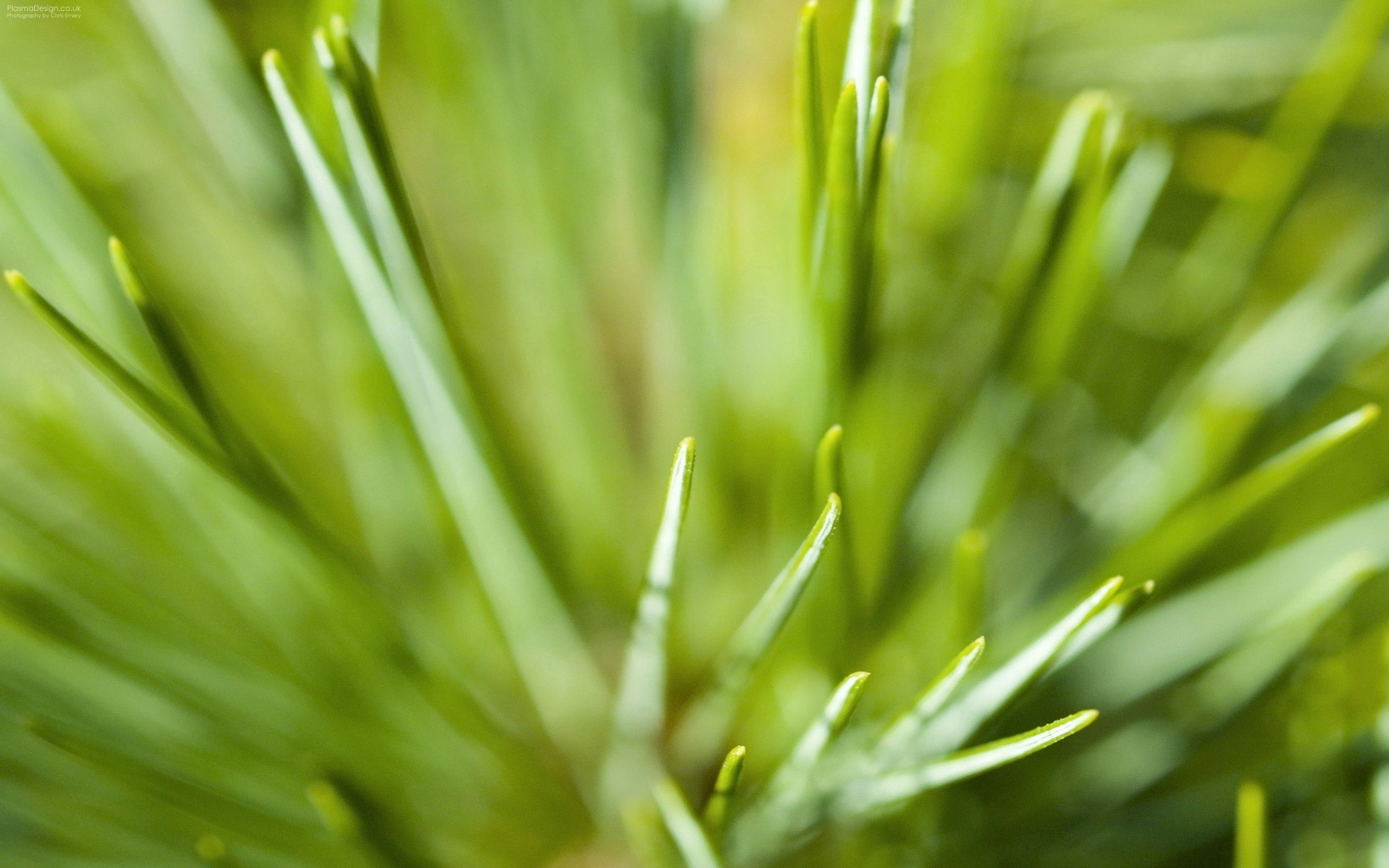 Download PC Wallpaper grass, plant, macro, shine, light, greens, color