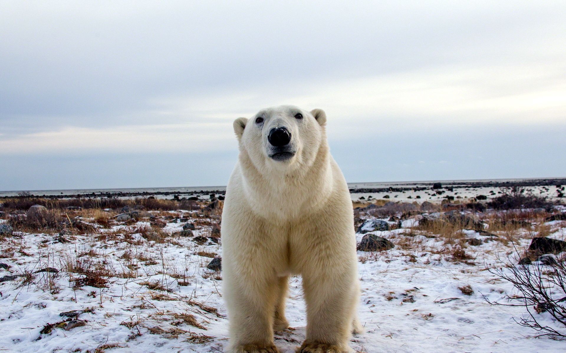 72416 скачать картинку белый медведь, животные, морда, взгляд - обои и заставки бесплатно