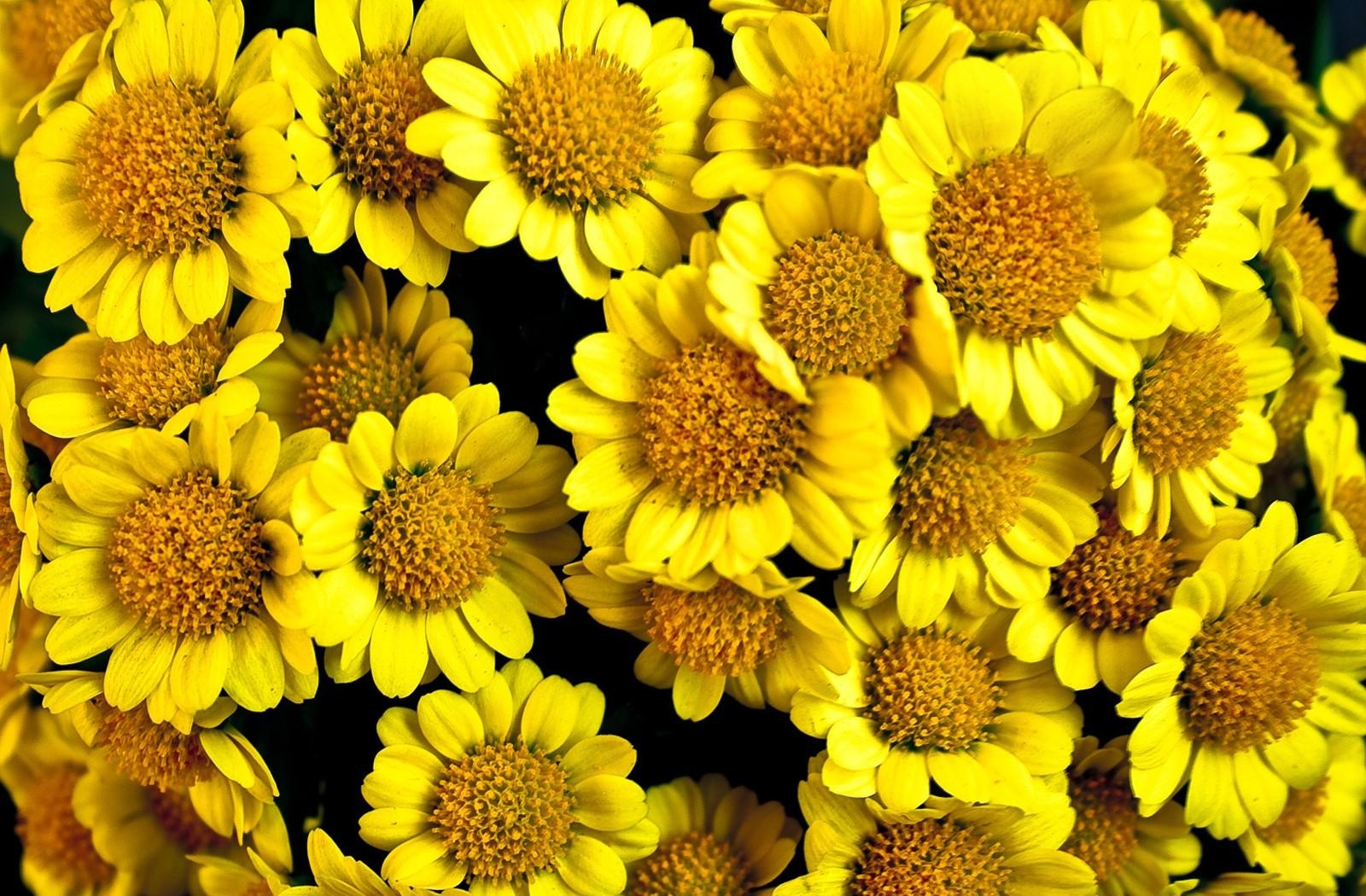 Цветы желтого цвета