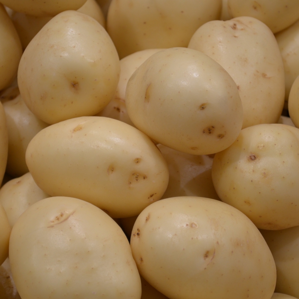 сорт картофеля свитанок фото