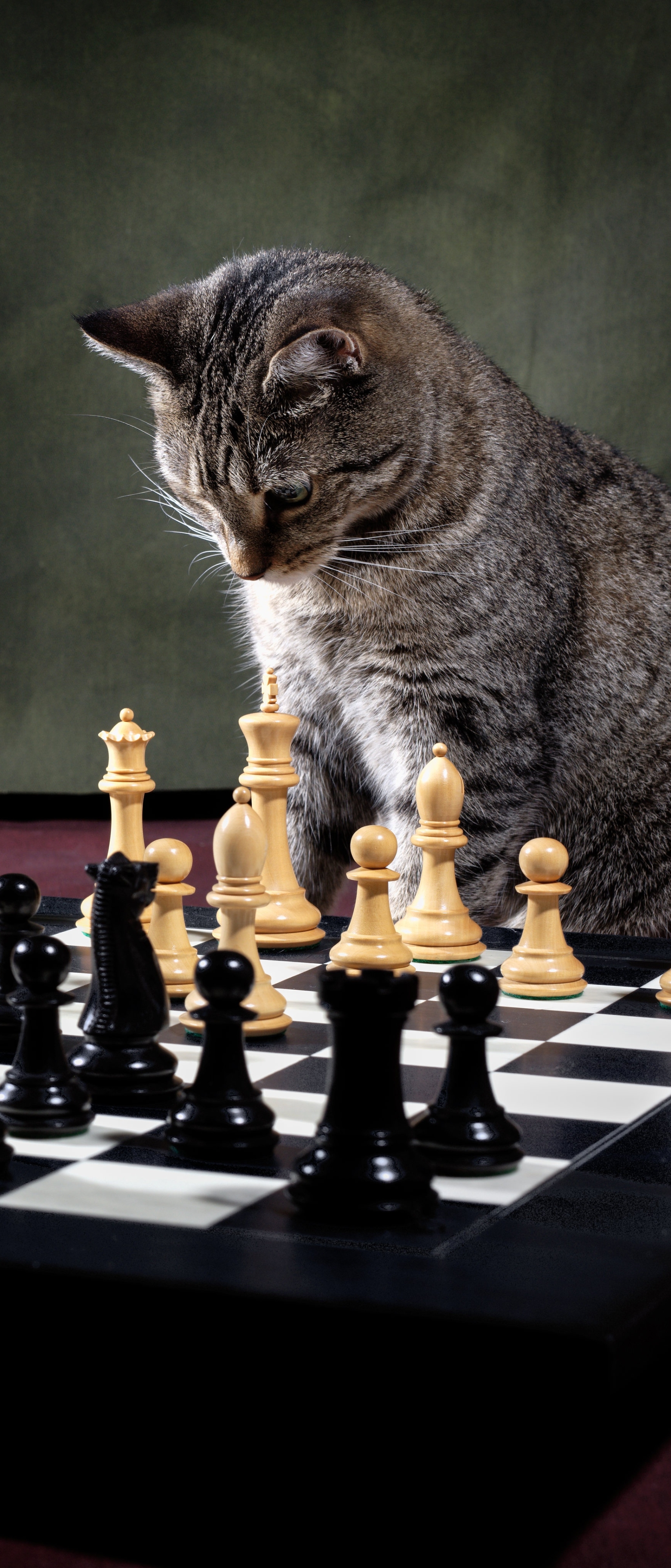 1187860 免費下載壁紙 动物, 猫, 棋, 国际象棋 屏保和圖片