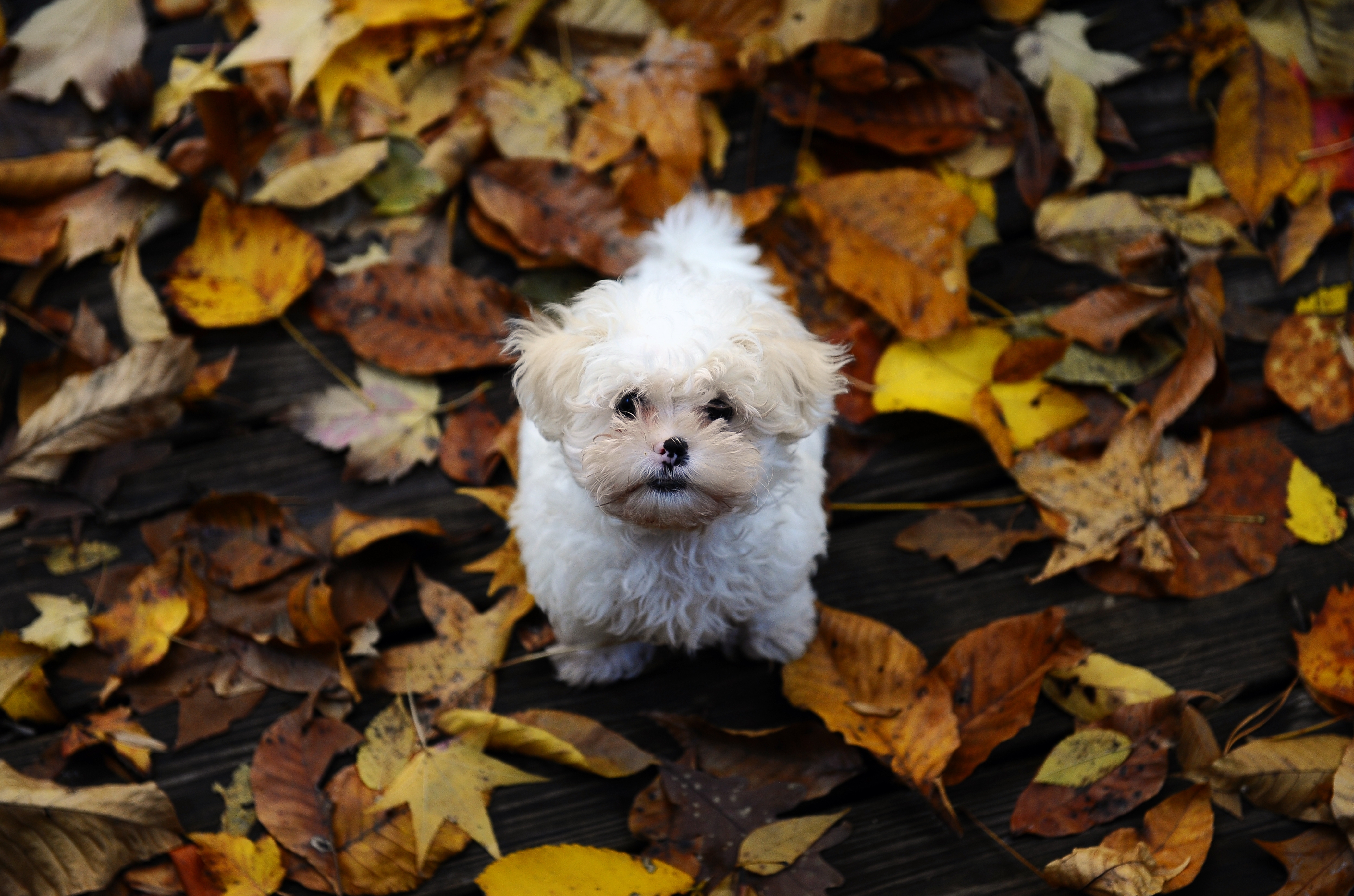 Download mobile wallpaper Dirt, Fluffy, Mud, Leaves, Puppy, Animals, Autumn for free.