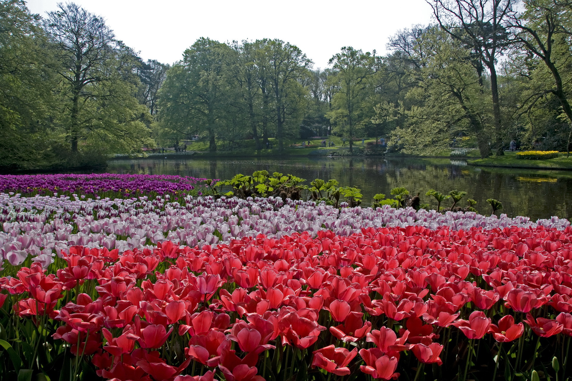 253815 скачать обои нидерланды, парк, фотографии, цветок - заставки и картинки бесплатно