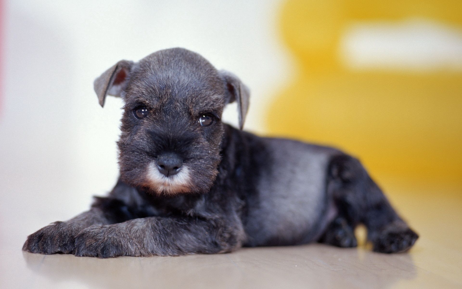 Download mobile wallpaper Lies, Black Puppy, Animals, Muzzle for free.