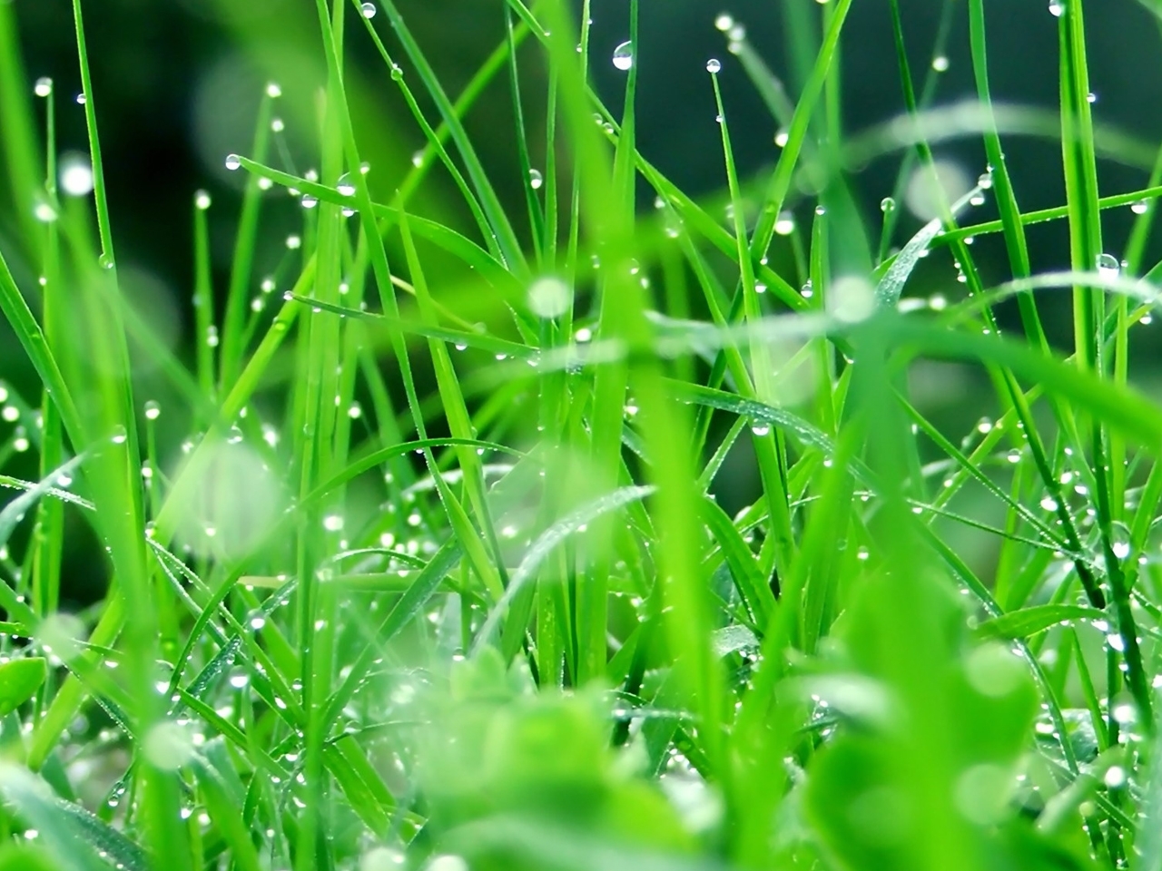 grass, green, pictures High Definition image