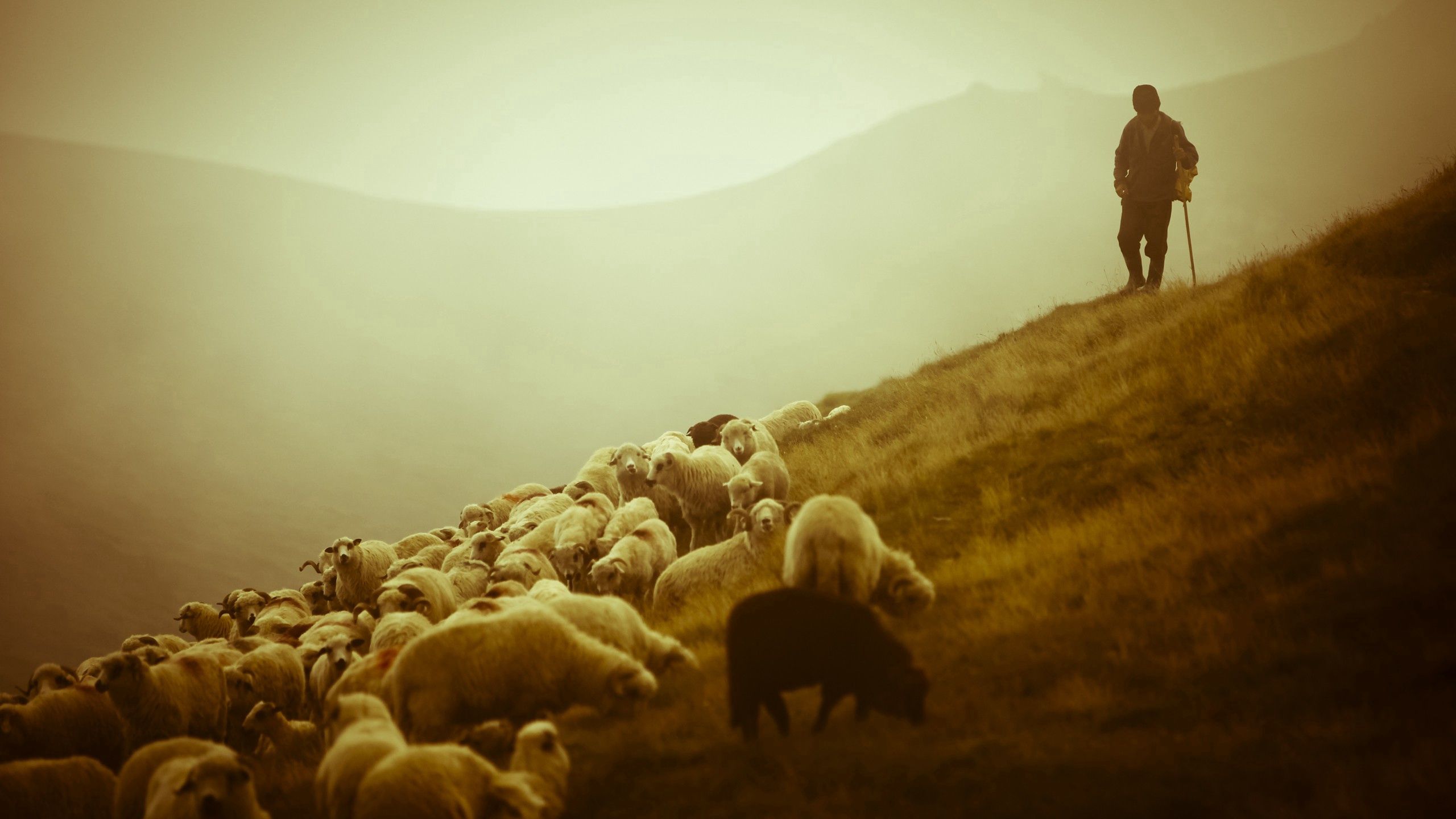 vertical wallpaper animals, fog, field, sheep, pasture, sheeps, shepherd