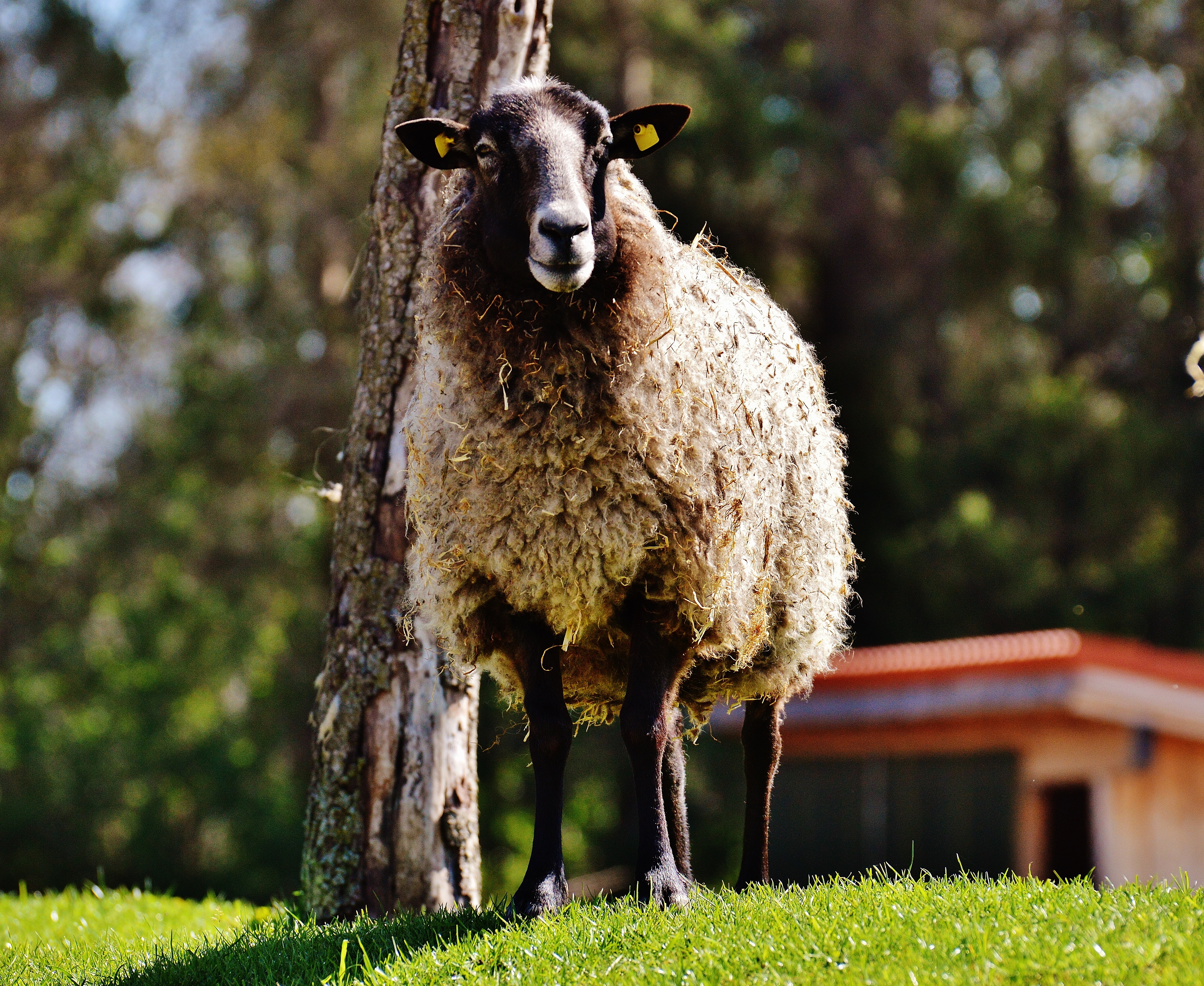 105680 скачать обои животные, трава, овца, кудри - заставки и картинки бесплатно