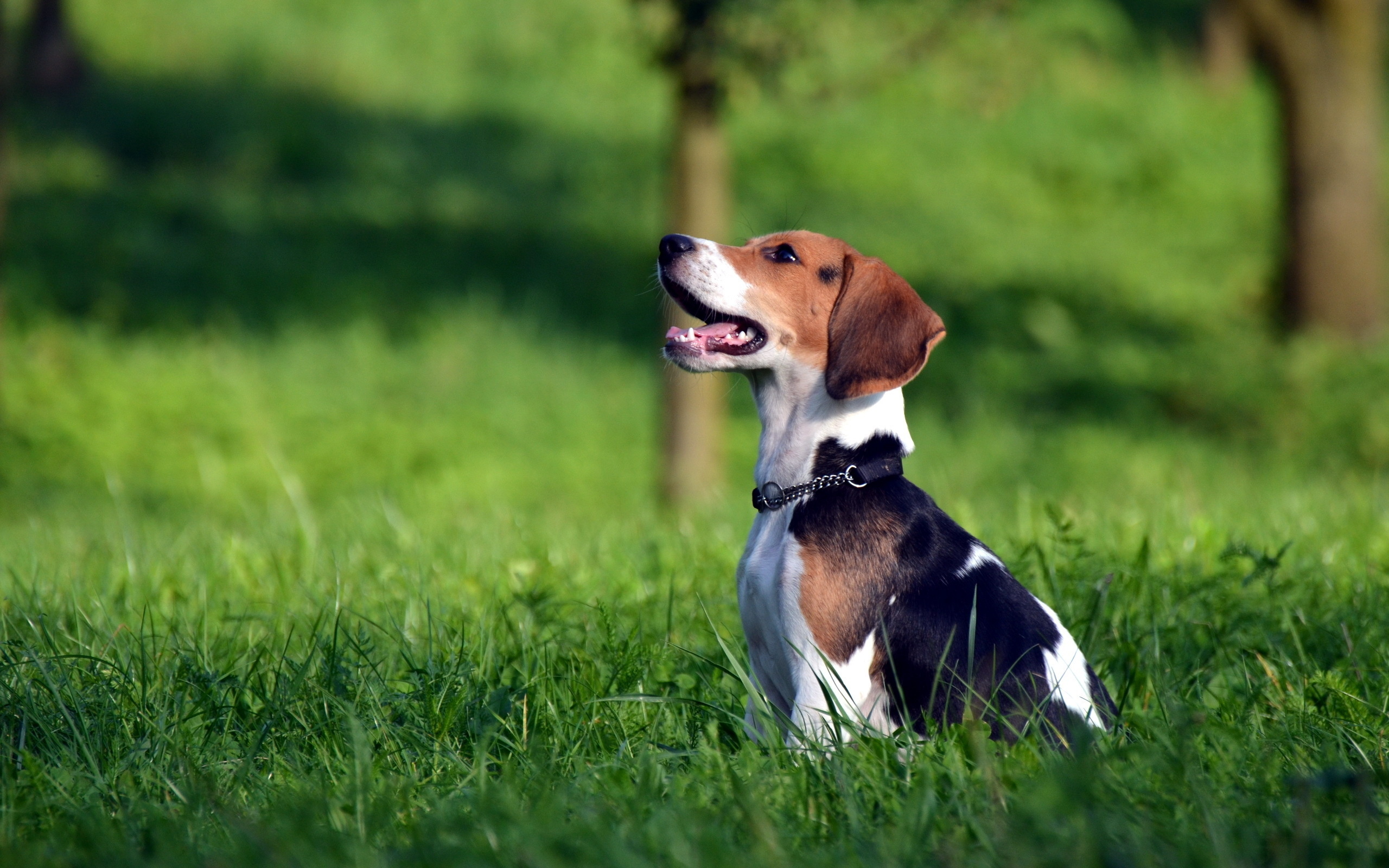 302907 Hintergrundbild herunterladen tiere, beagle, hunde - Bildschirmschoner und Bilder kostenlos