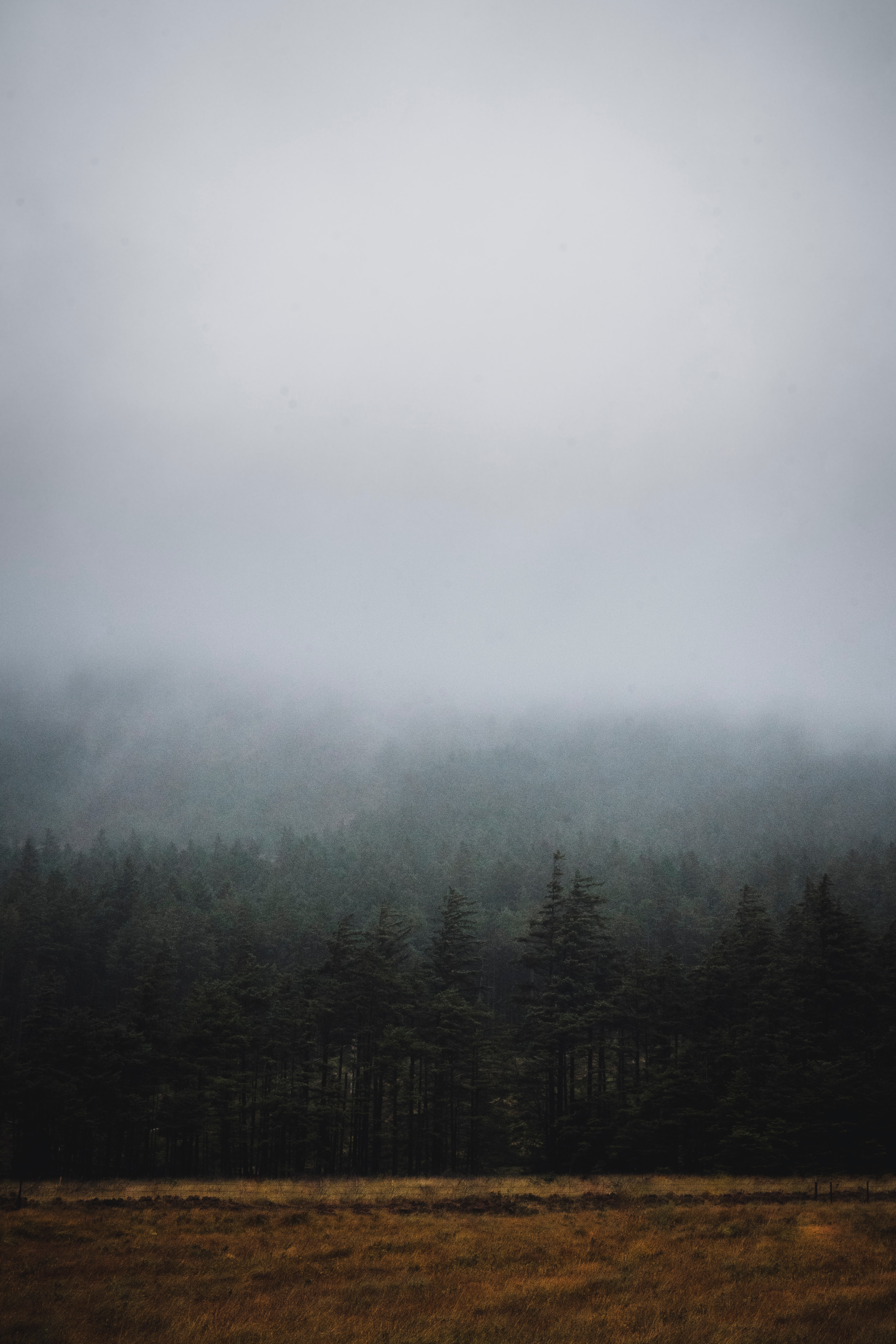 Download mobile wallpaper Fir, Spruce, Trees, Fog, Forest, Nature, Darkness for free.