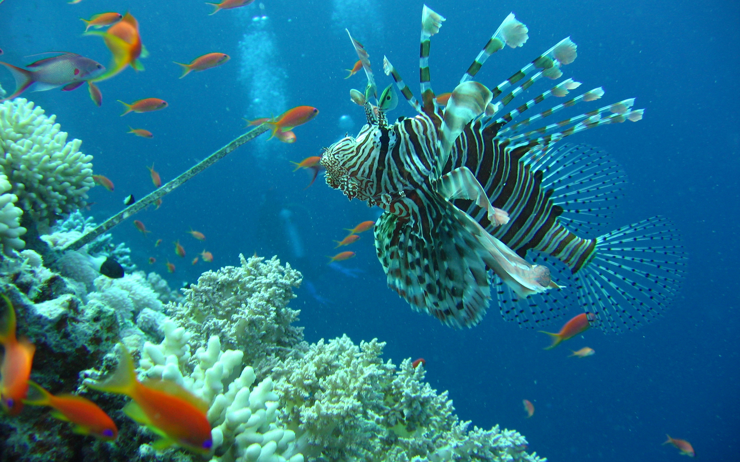 284147 Hintergrundbild herunterladen koralle, tiere, feuerfische, fisch, fische - Bildschirmschoner und Bilder kostenlos