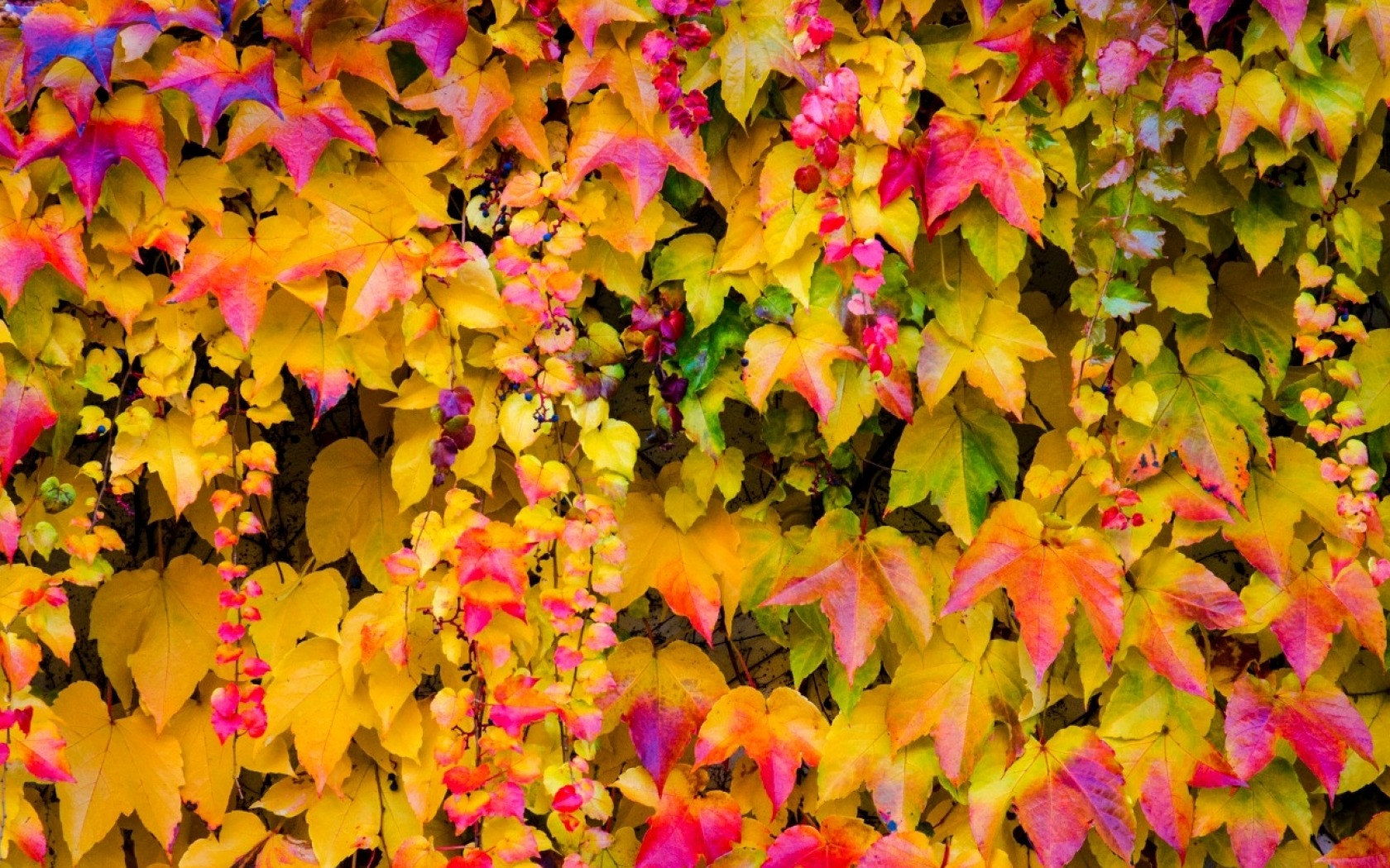 Download mobile wallpaper Vine, Leaf, Fall, Earth, Ivy for free.