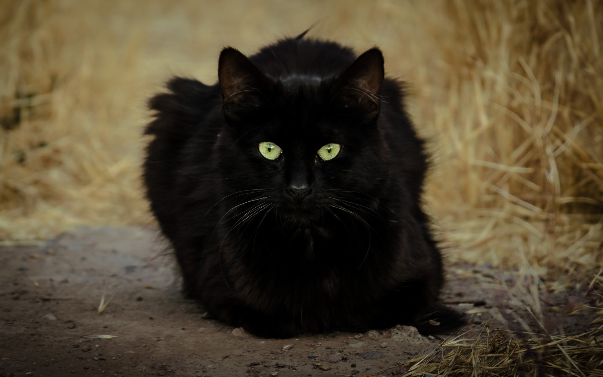 Старый черный кот