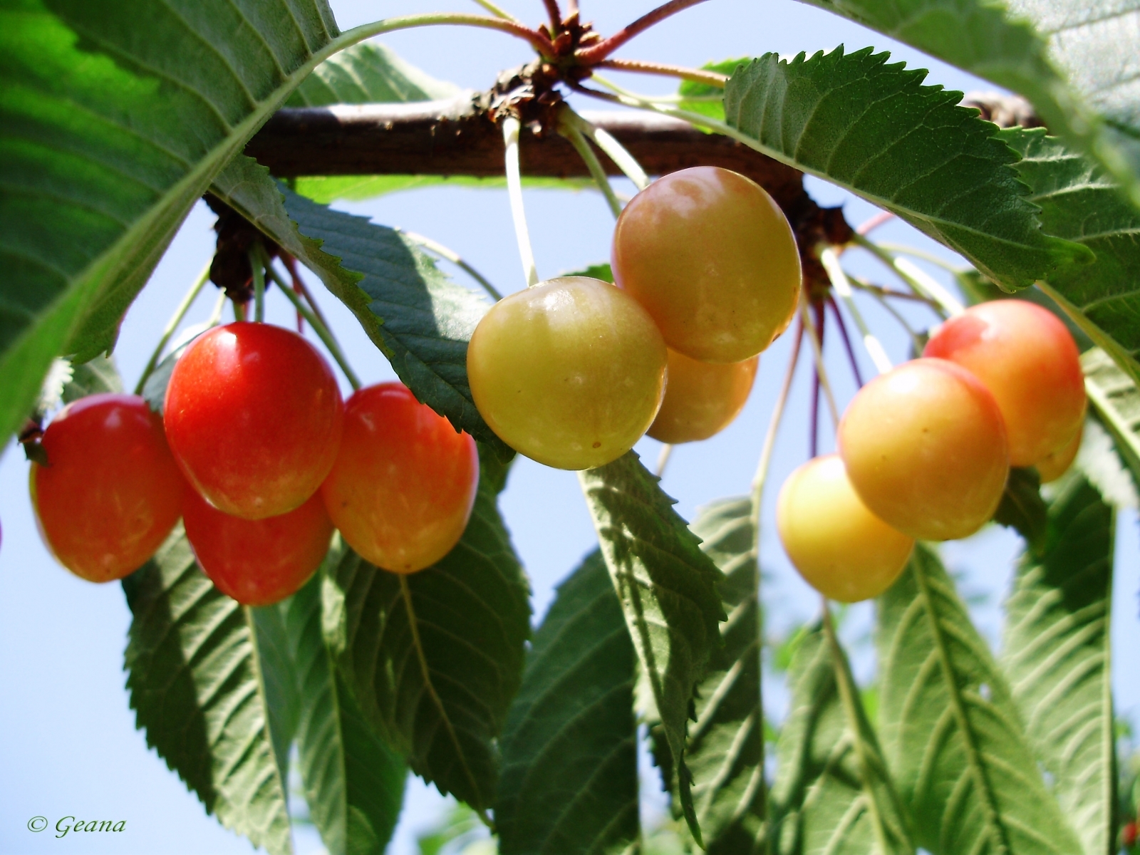 plants, fruits, sweet cherry Smartphone Background