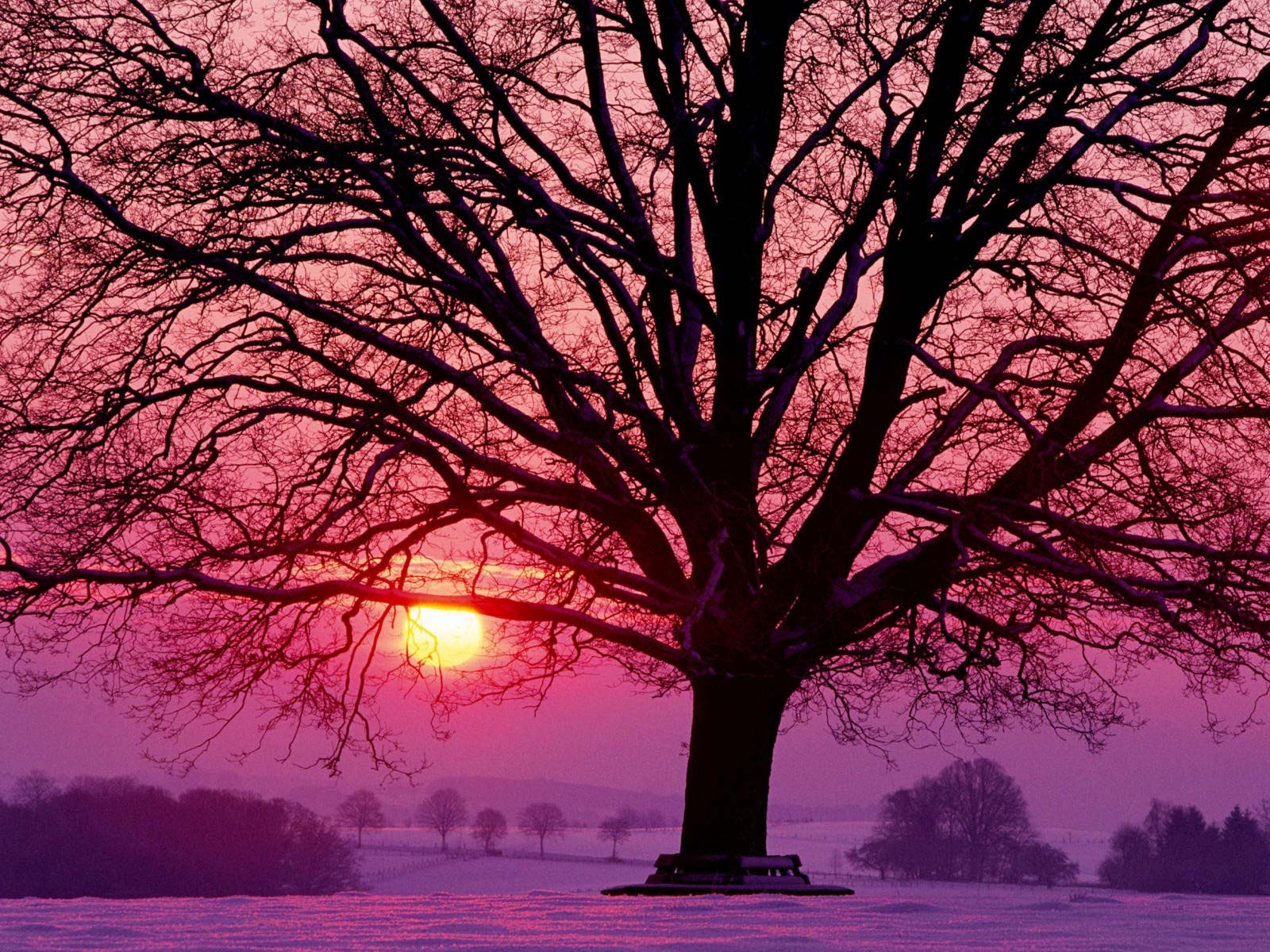 Розовый закат зимой