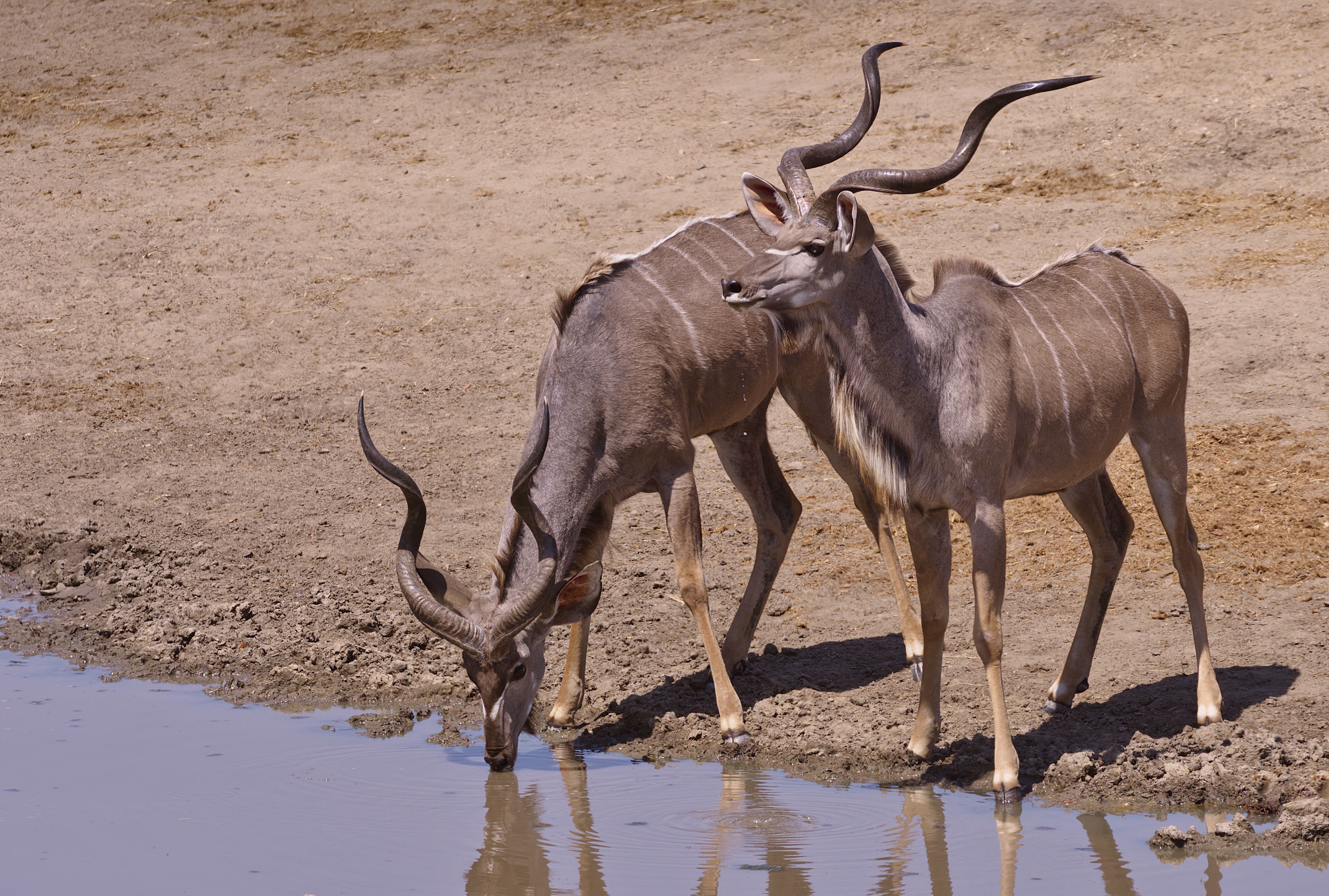 979891 Hintergrundbild herunterladen tiere, kudu, afrika, antilope, trinken, hwange nationalpark, masuma staudamm, zimbabwe - Bildschirmschoner und Bilder kostenlos