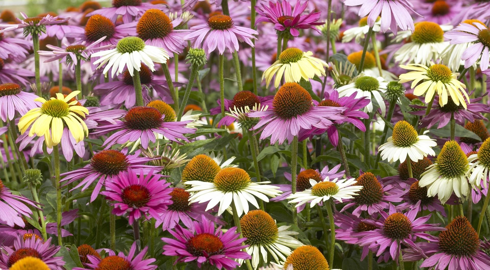 multicolored, flowers, flower bed, flowerbed, colorful, echinacea