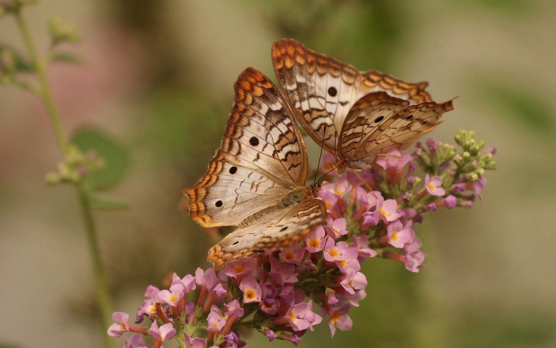 butterflies, flowers, patterns, macro, couple, pair, wings desktop HD wallpaper
