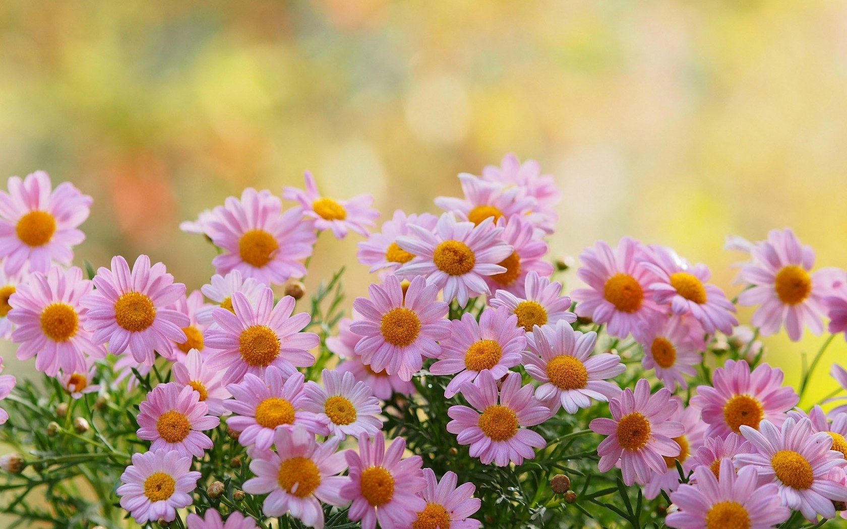 pink flower, earth, camomile, daisy, flower, flowers