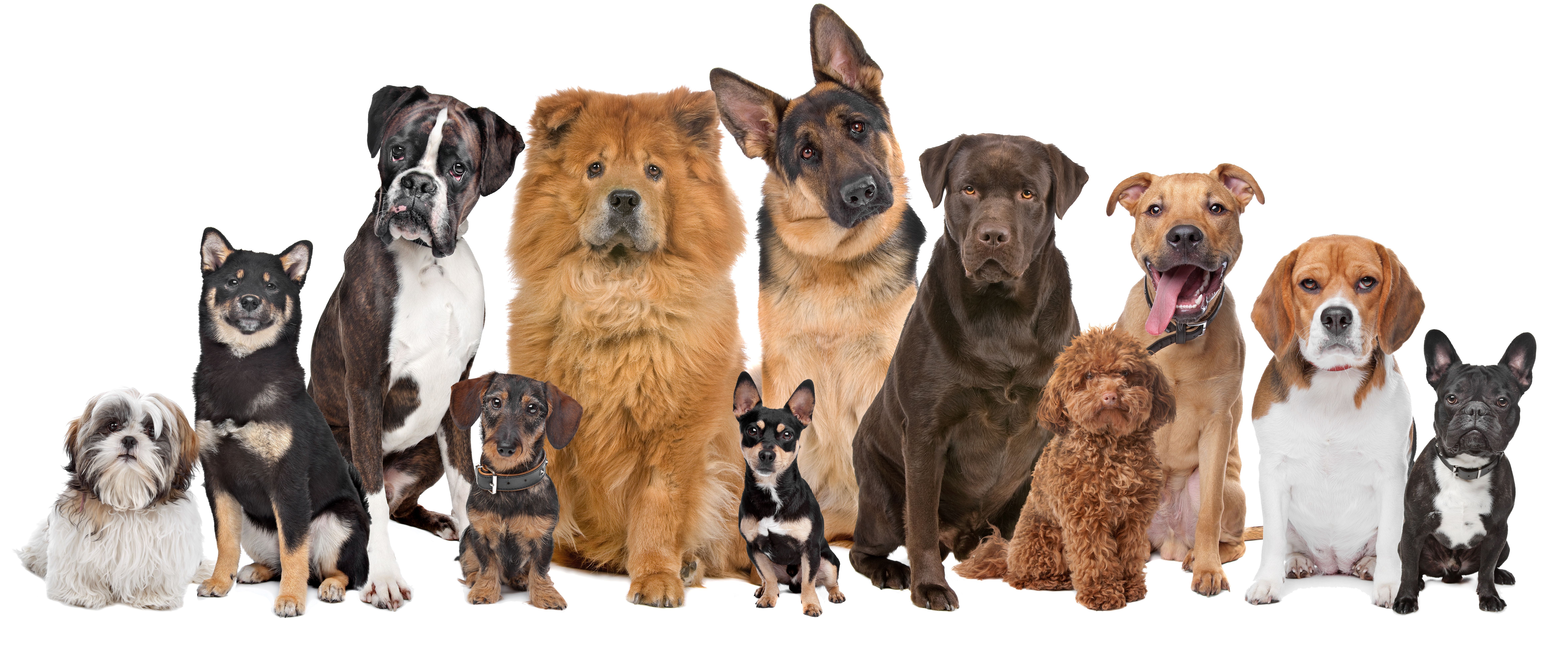 379540 télécharger l'image animaux, chien, beagle, boxeur (chien), bouledogue, berger allemand, labrador, chiens - fonds d'écran et économiseurs d'écran gratuits