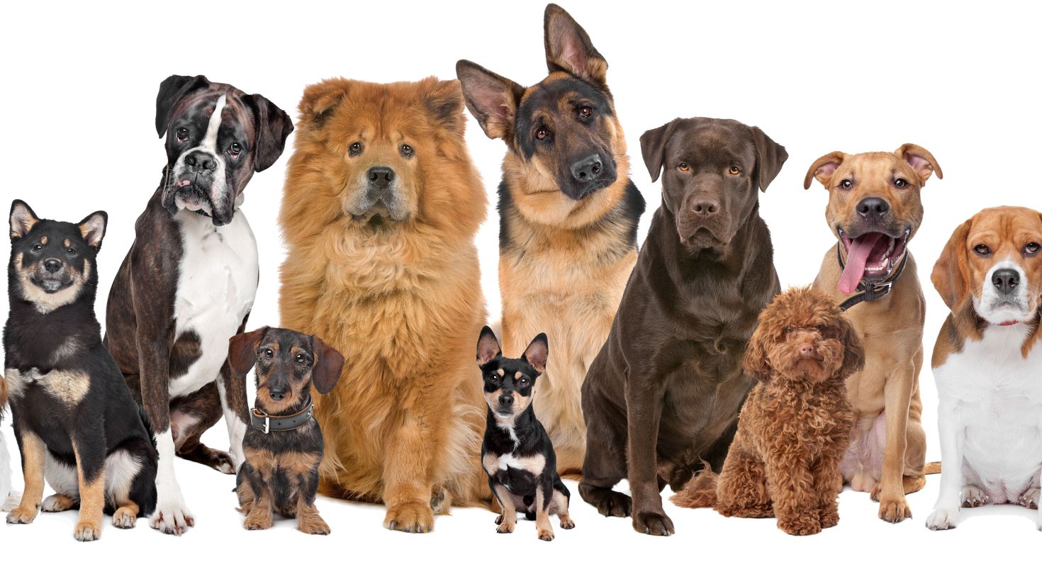 Национальность собаки. Разные собаки. Много собак. Разные породы собак. Собачки разных пород.