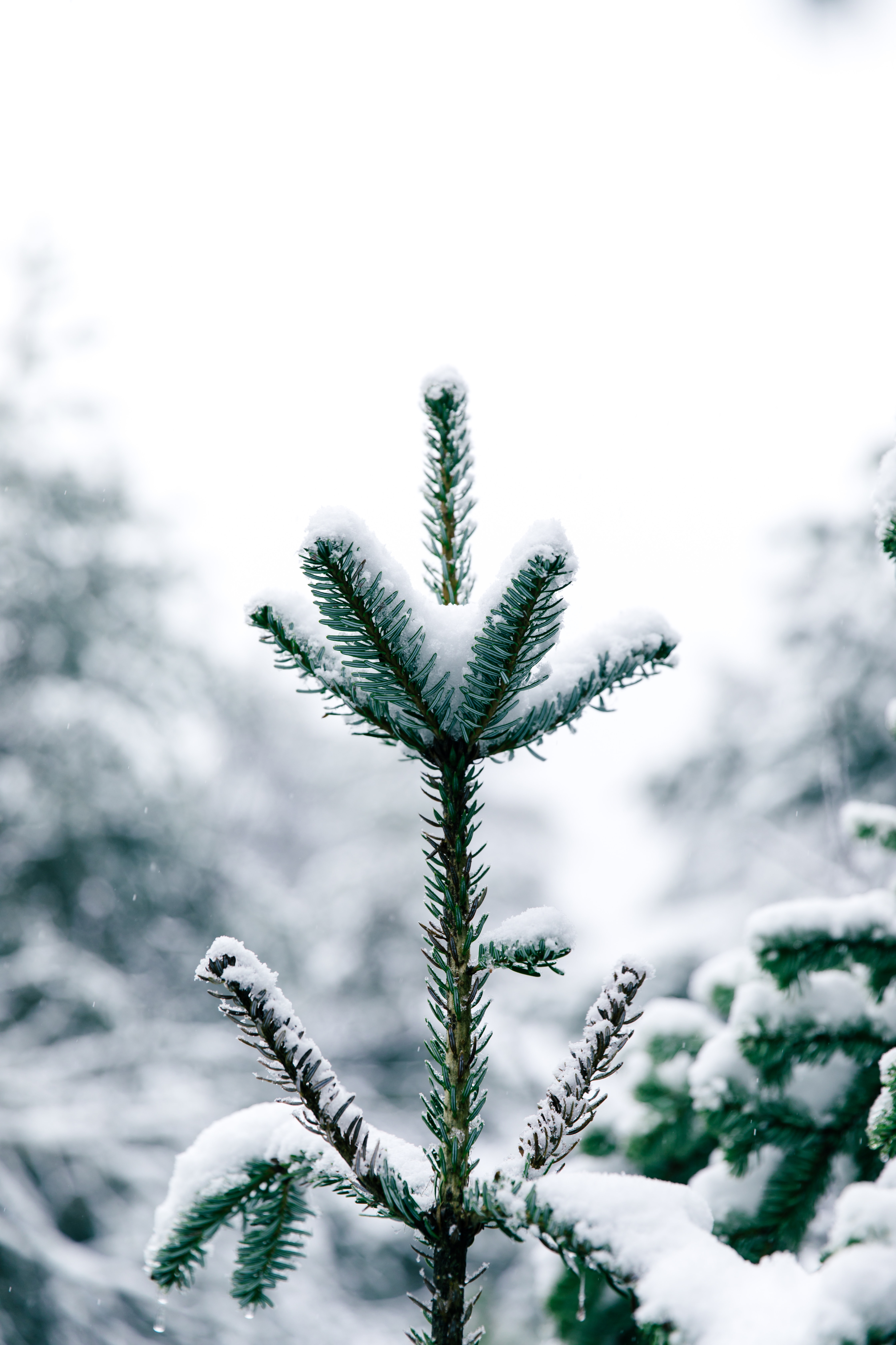 132000 Hintergrundbild herunterladen winter, natur, nadeln, kiefer, schnee, holz, baum, pine - Bildschirmschoner und Bilder kostenlos