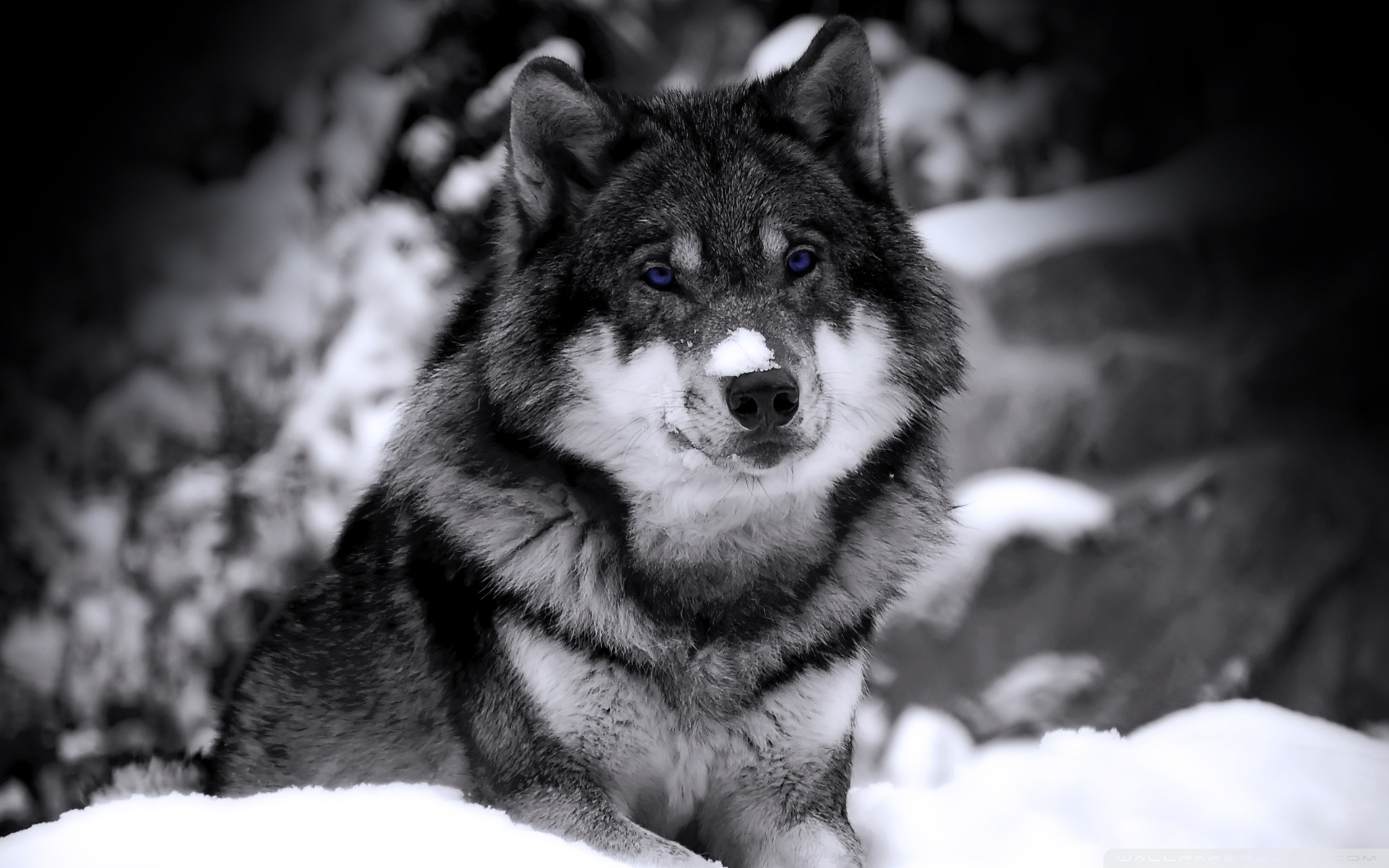 240623 Hintergrundbild herunterladen tiere, wolf, wolves - Bildschirmschoner und Bilder kostenlos