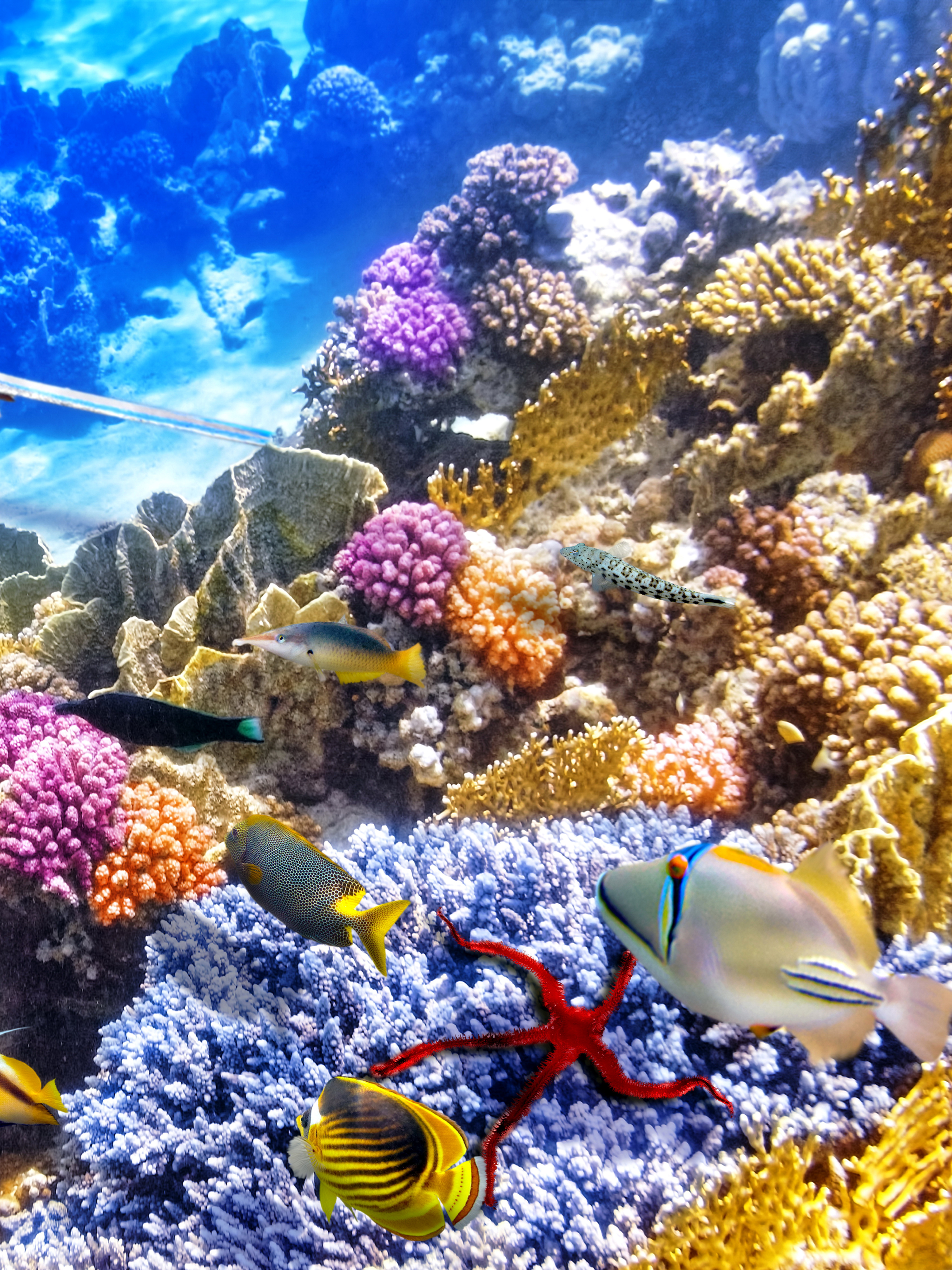 1180411 Bild herunterladen unterwasser, tiere, fisch, stachelrochen, koralle, fische - Hintergrundbilder und Bildschirmschoner kostenlos