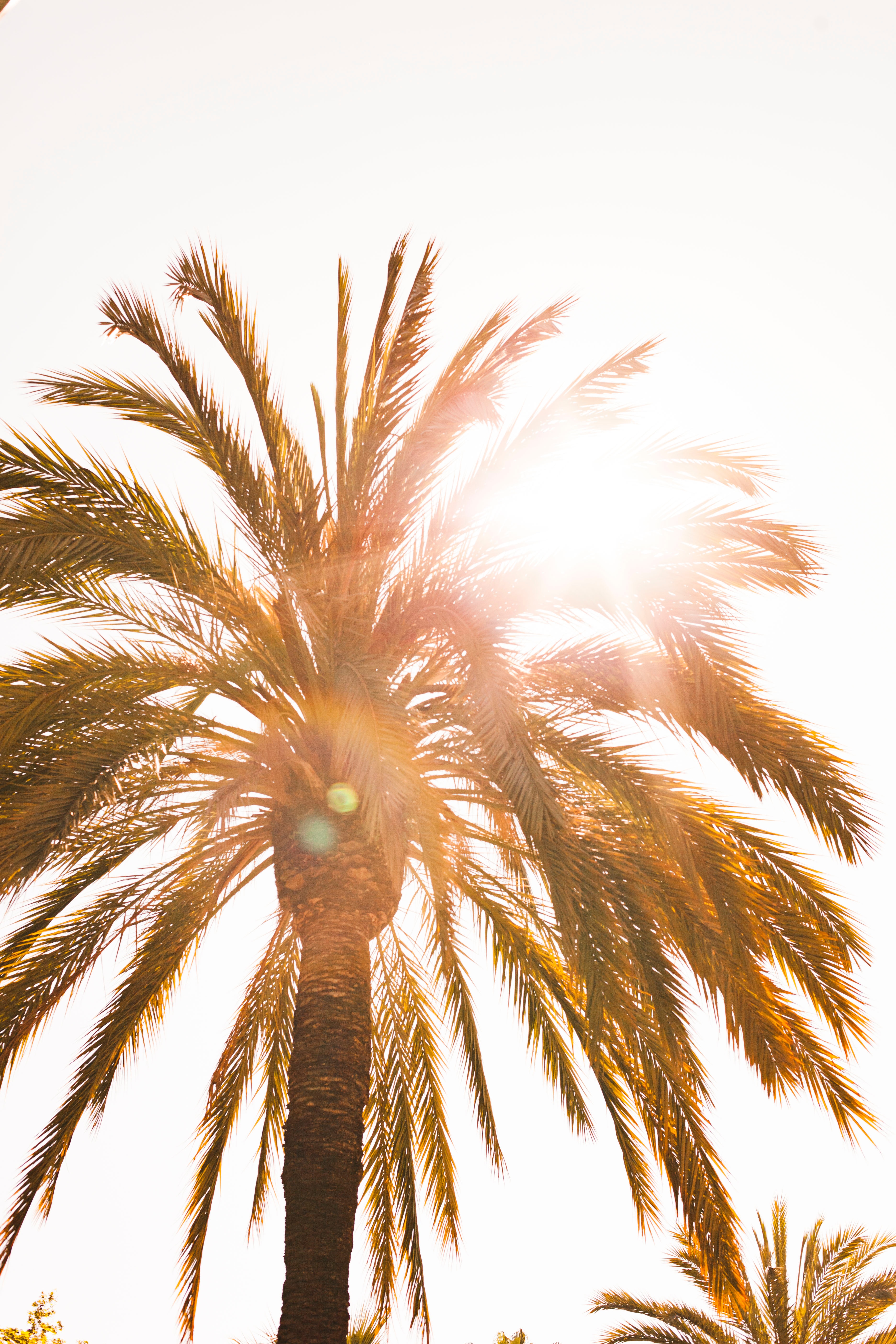 bright, nature, sun, glare, shine, light, palm 4K for PC