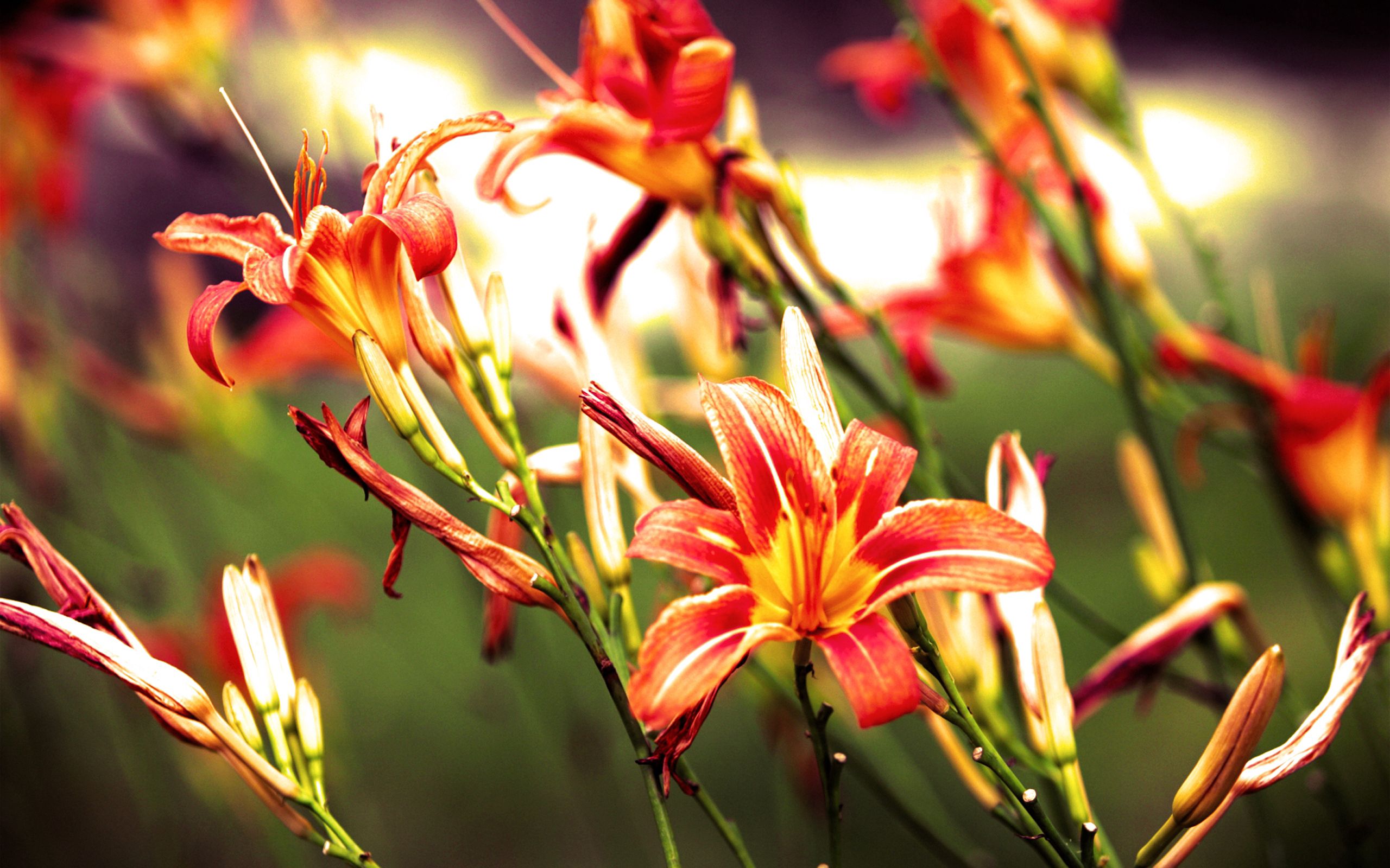 Laden Sie das Hell, Blumen, Lilien-Bild kostenlos auf Ihren PC-Desktop herunter