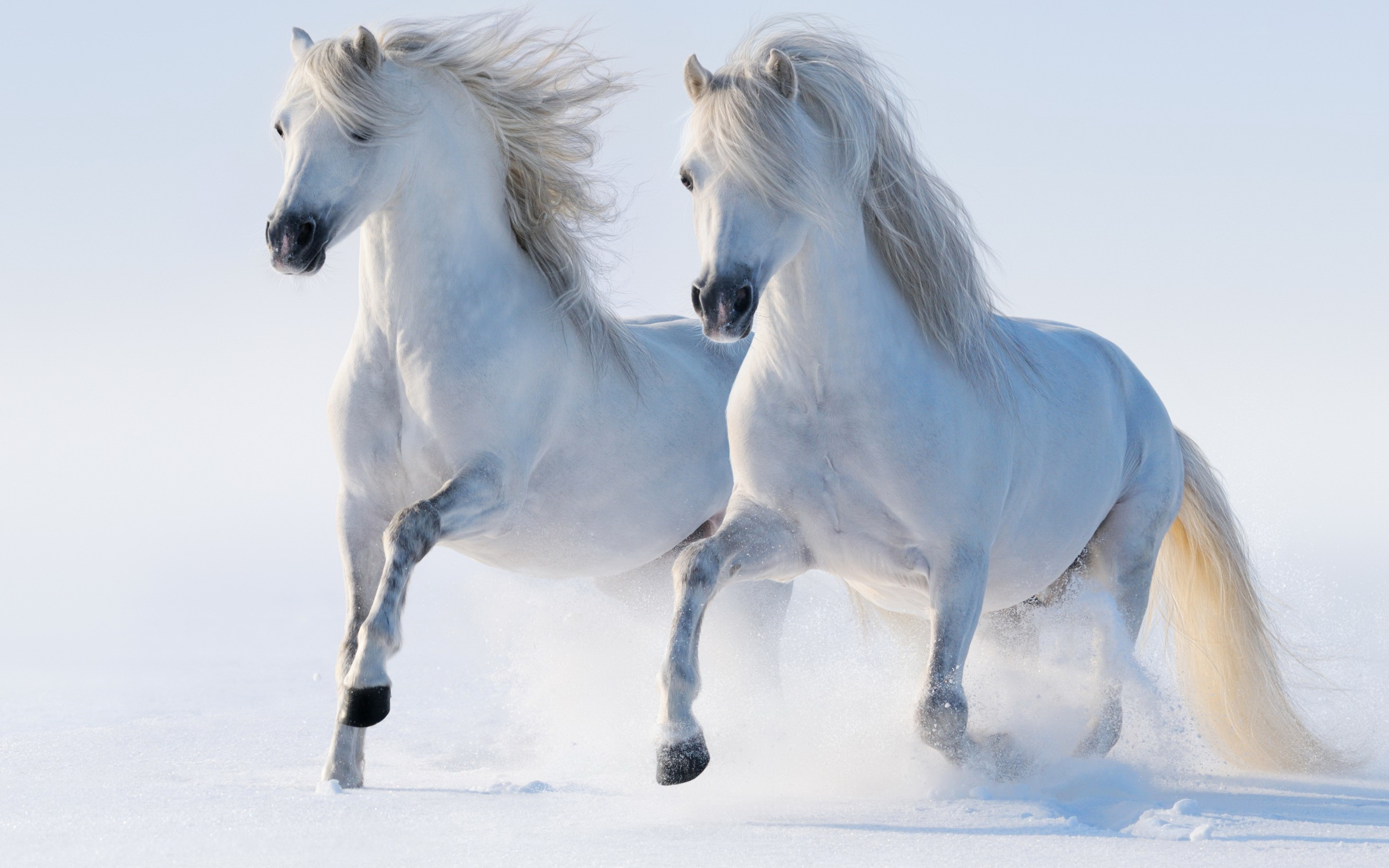 Семья белых лошадей