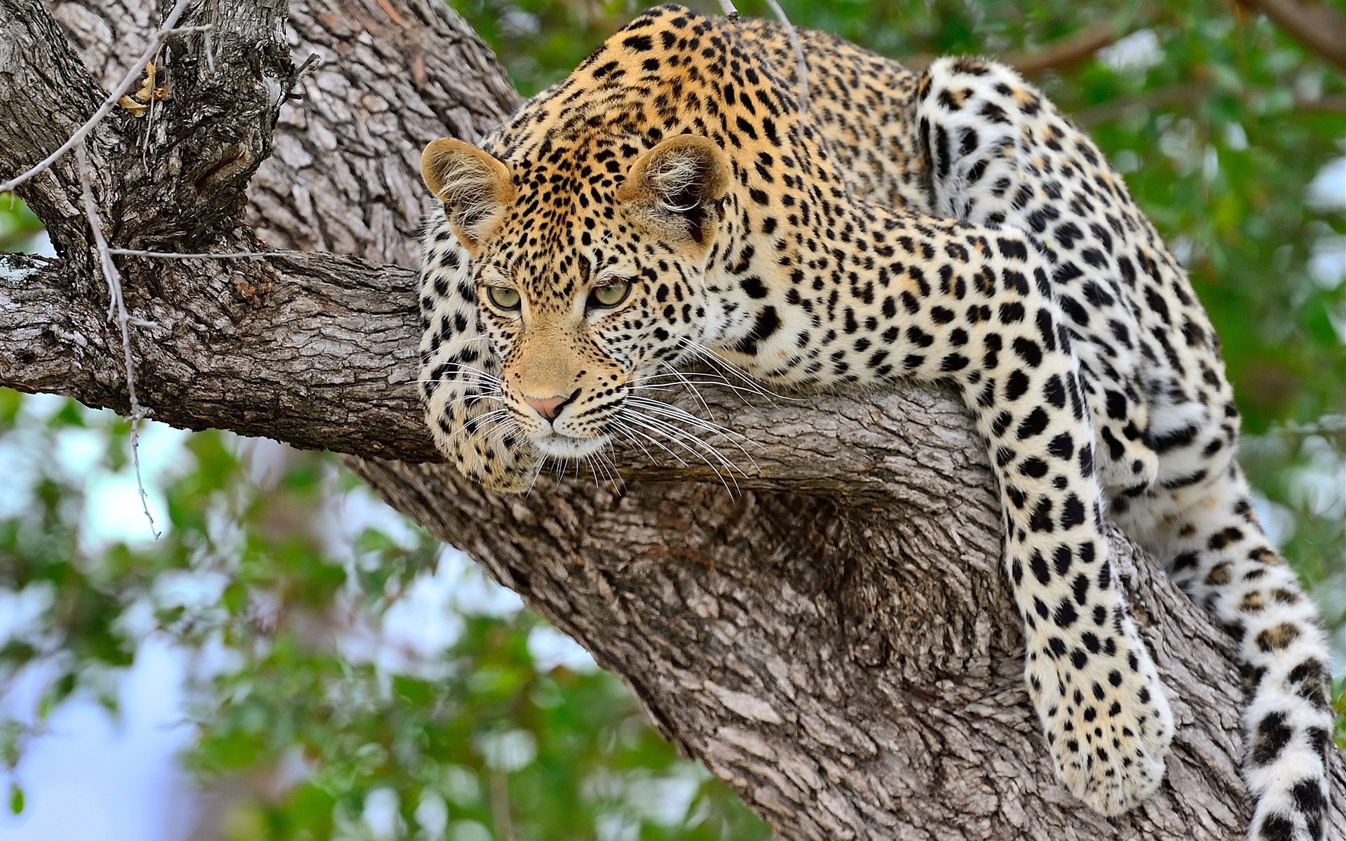 157511 Hintergrundbild herunterladen leopard, holz, tiere, sich hinlegen, liegen, baum, raubtier, predator - Bildschirmschoner und Bilder kostenlos