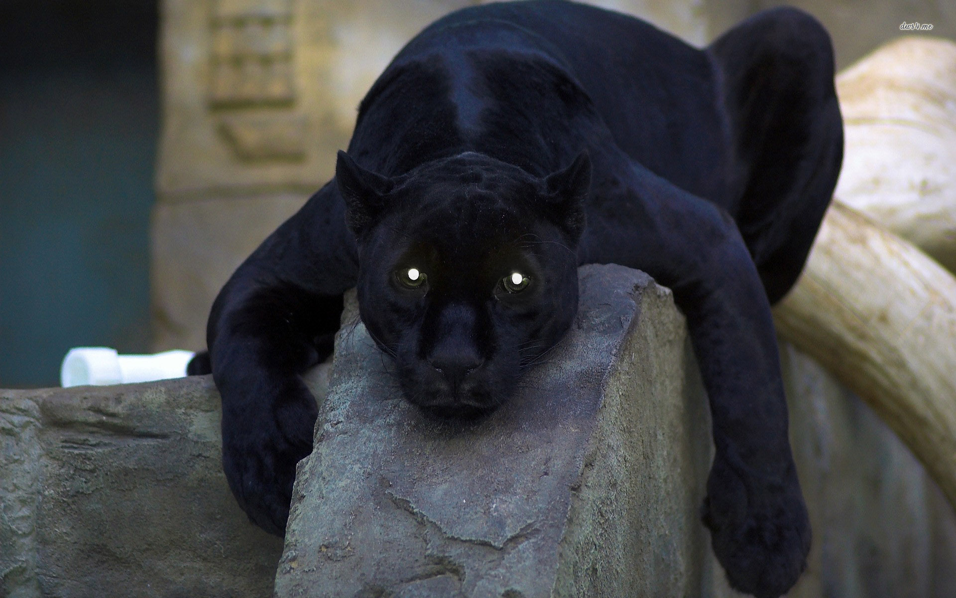 Download mobile wallpaper Panther, Black Panther, Cats, Animal for free.