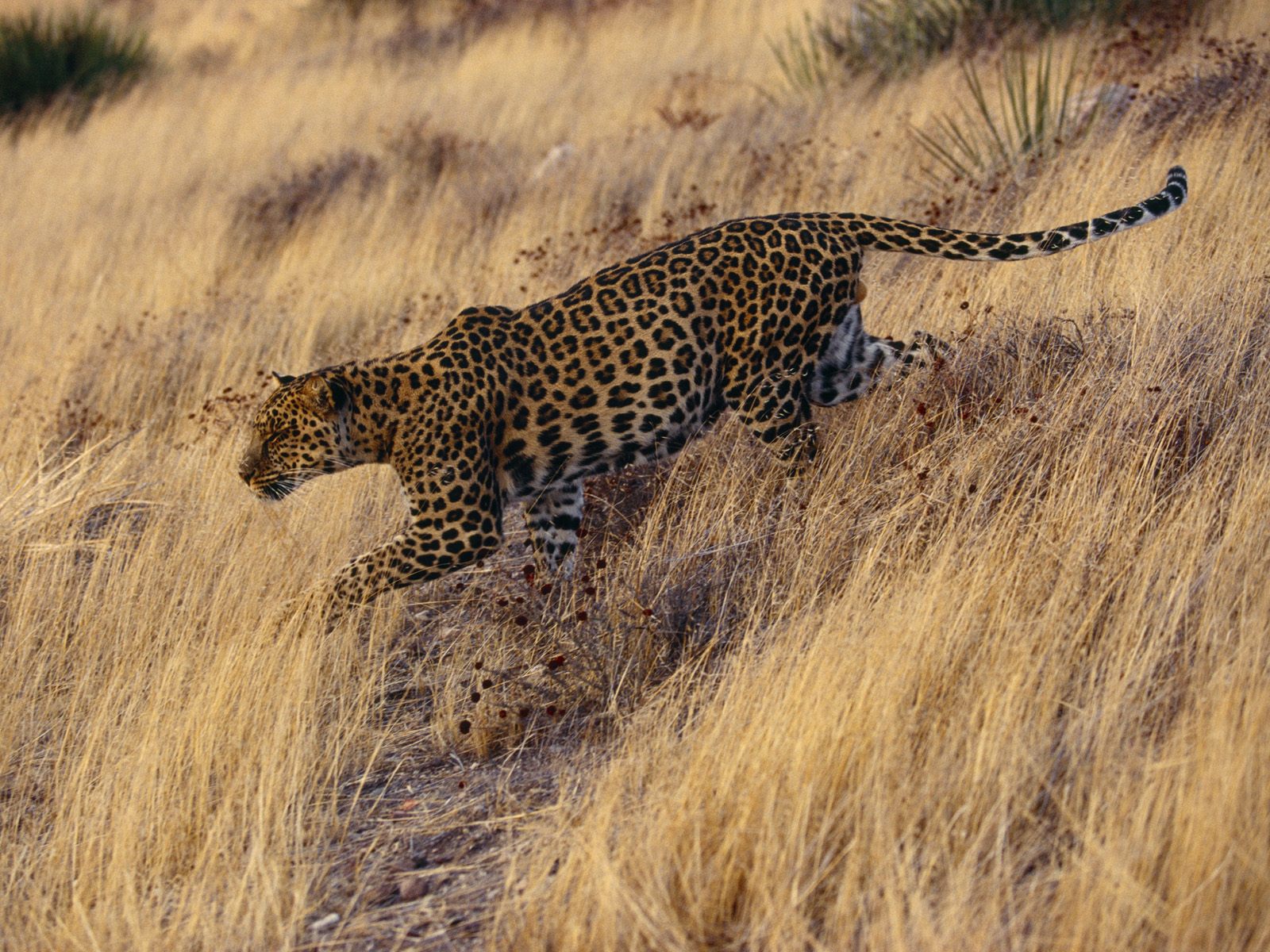 Леопард На Охоте