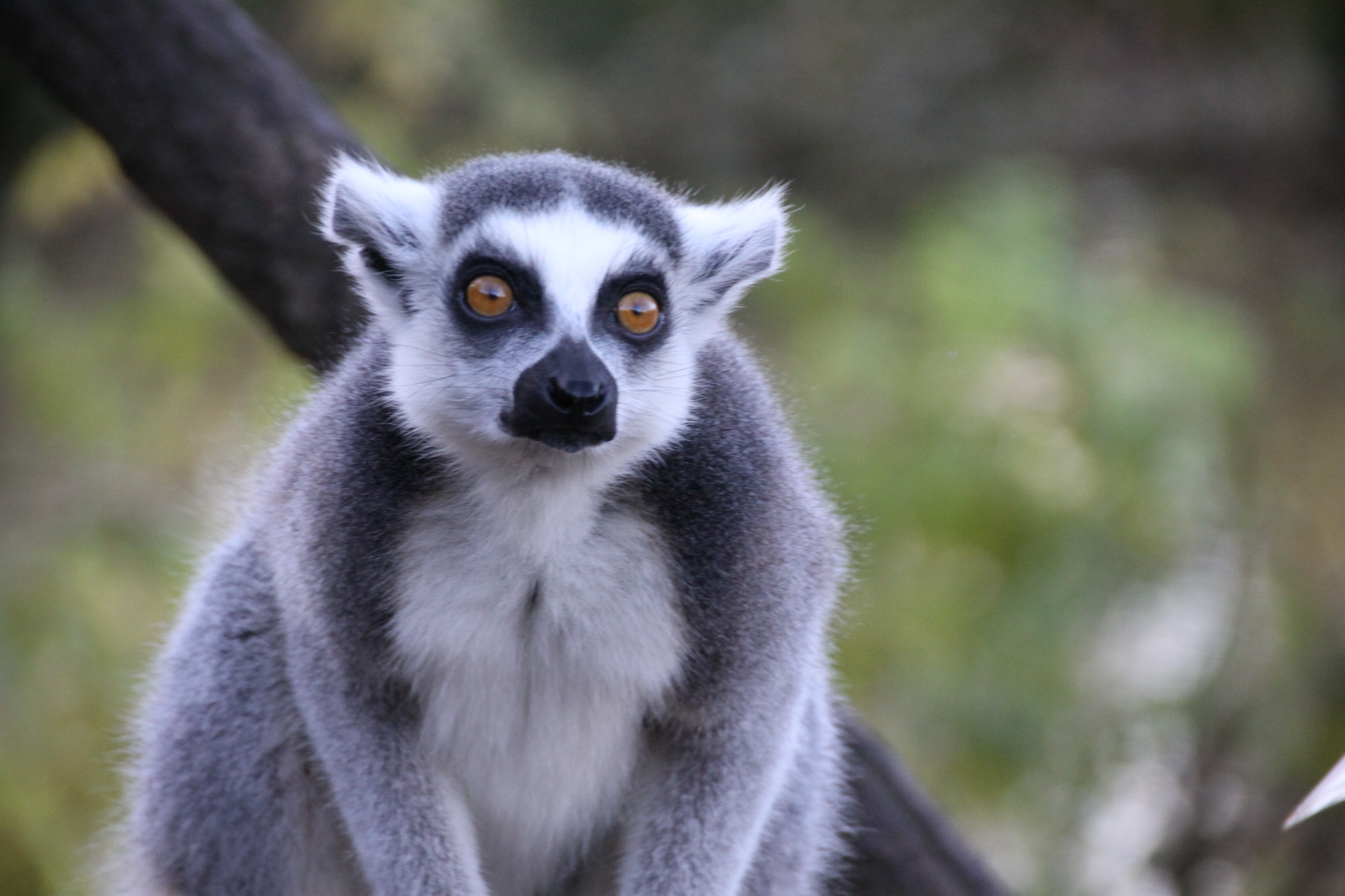Download mobile wallpaper Lemur, Sight, Opinion, Animals, Animal for free.