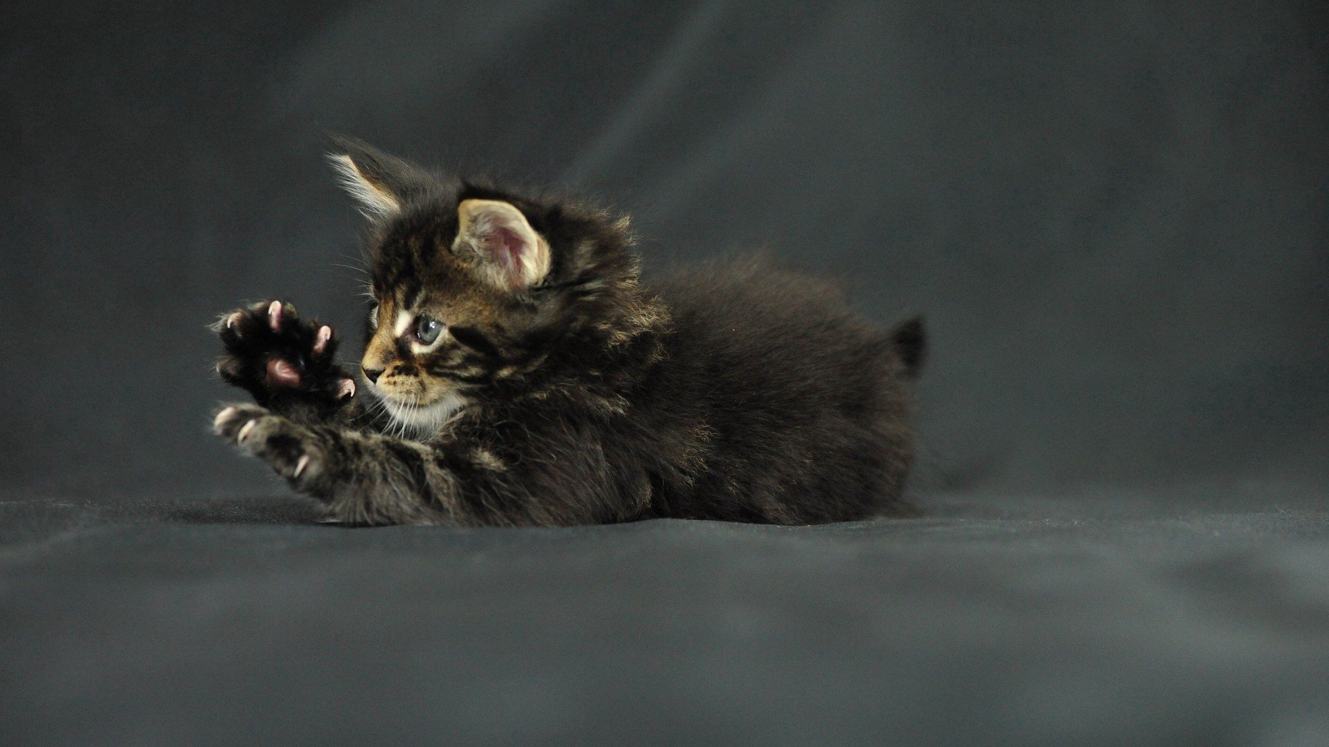 免费下载动物, 猫, 猫咪, 小猫, 爪子, 缅因猫, 缅因州库恩手机壁纸。