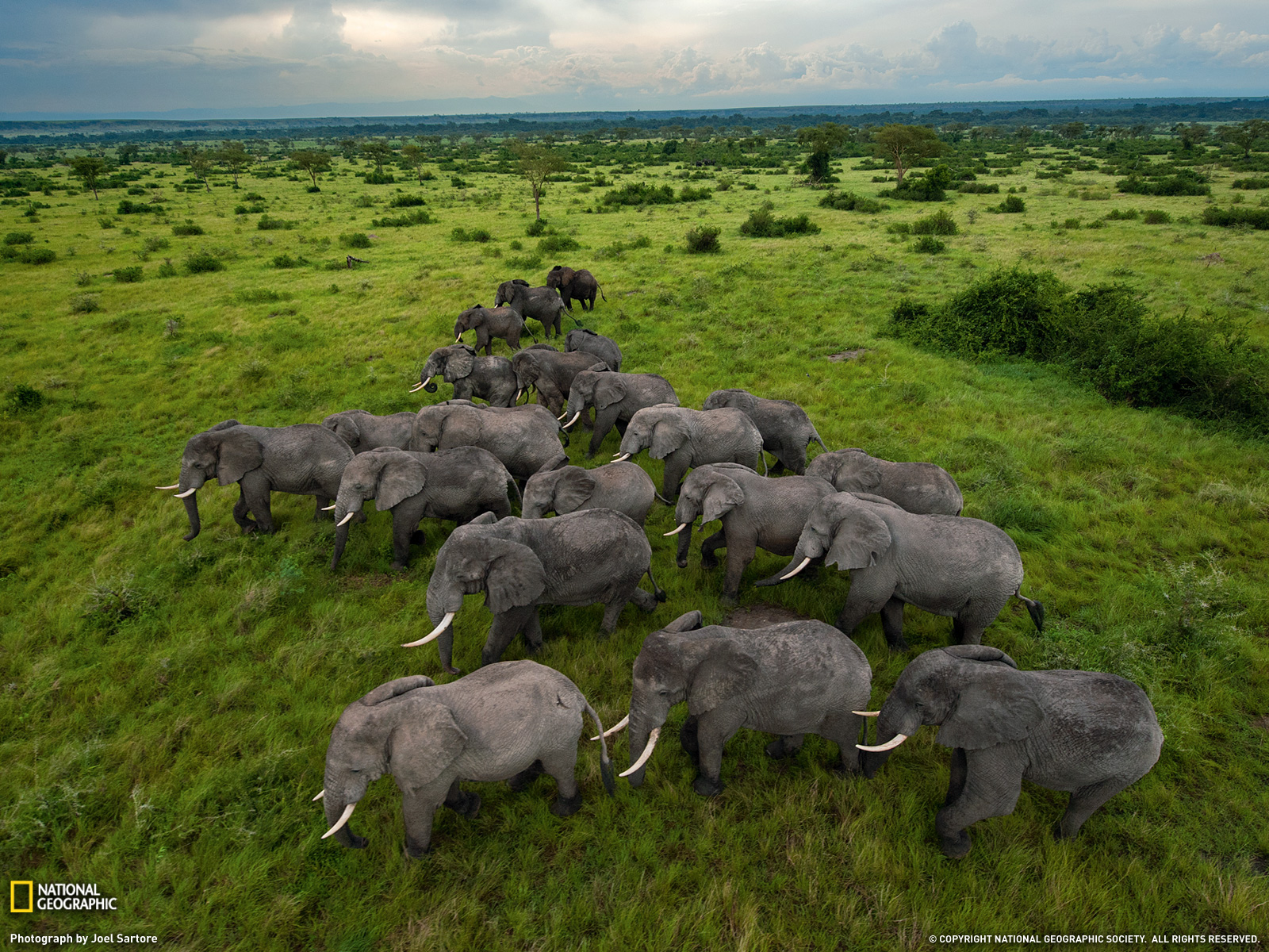 408598 télécharger le fond d'écran animaux, éléphant de savane d'afrique, troupeau, éléphants - économiseurs d'écran et images gratuitement