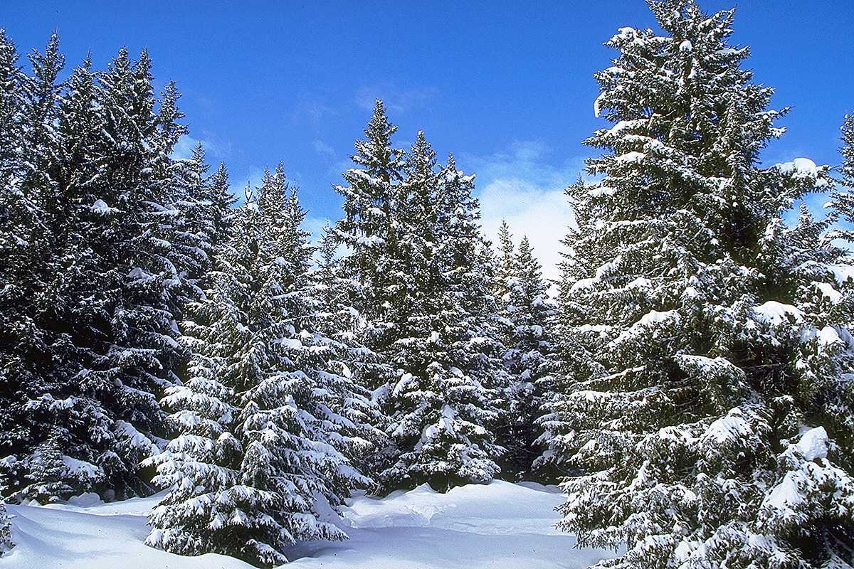 Handy-Wallpaper Bäume, Schnee, Landschaft, Winter, Tannenbaum kostenlos herunterladen.