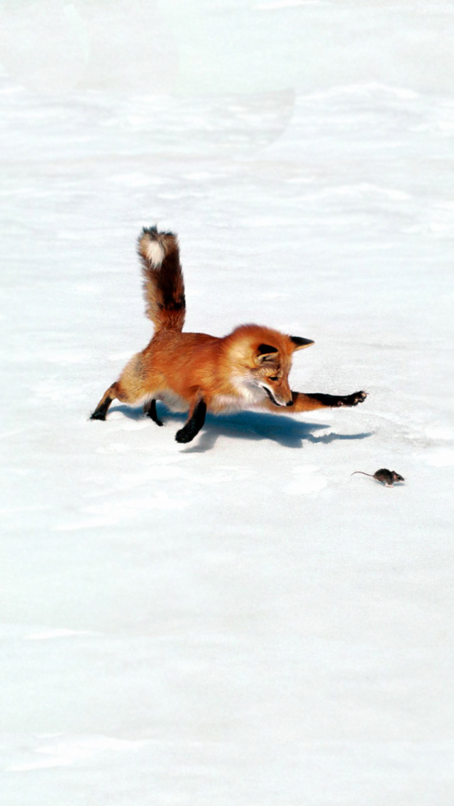animal, fox, snow, mouse, hunting iphone wallpaper