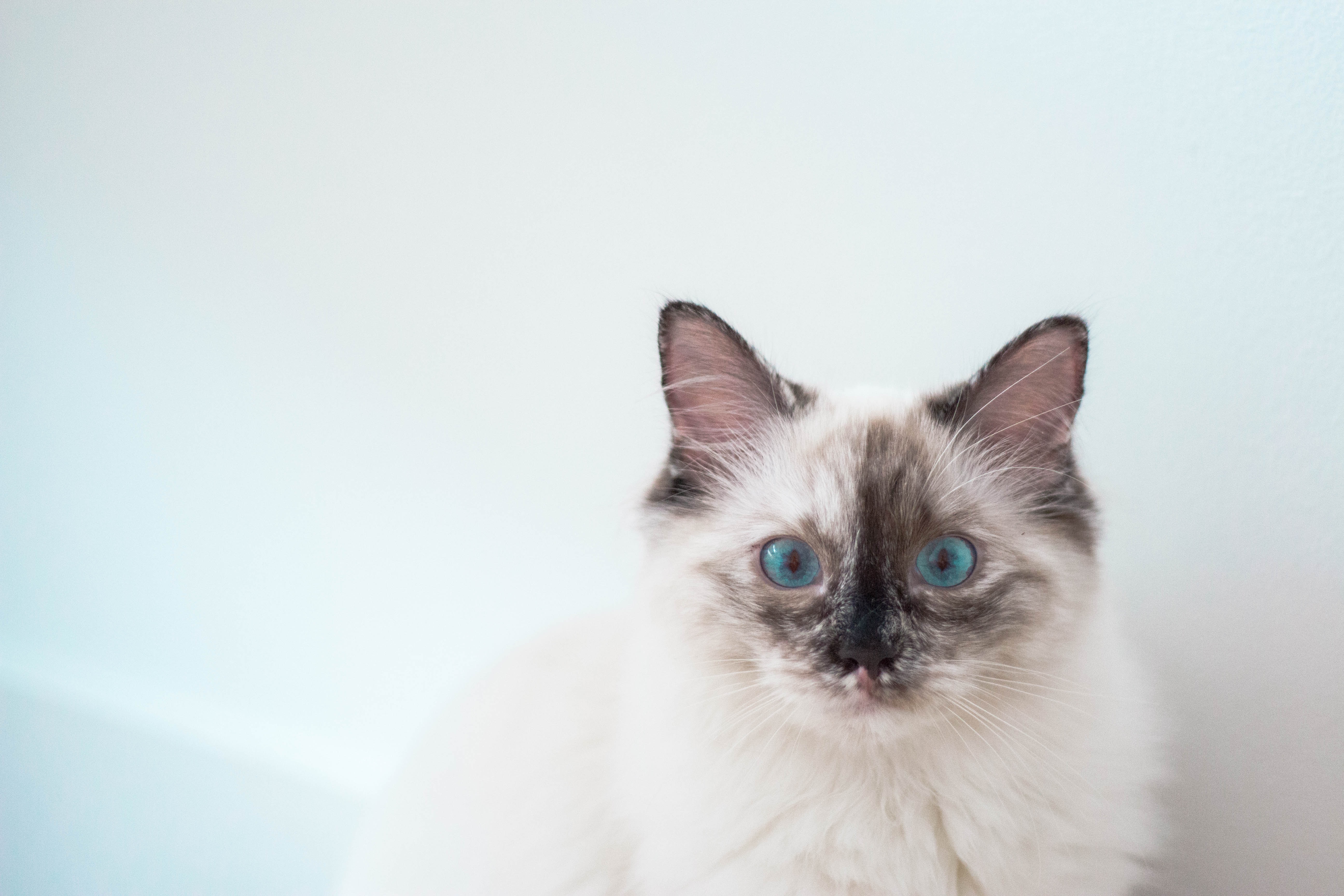 Free download wallpaper Animals, Pet, Blue Eyed, Kitty, Kitten, Cat on your PC desktop