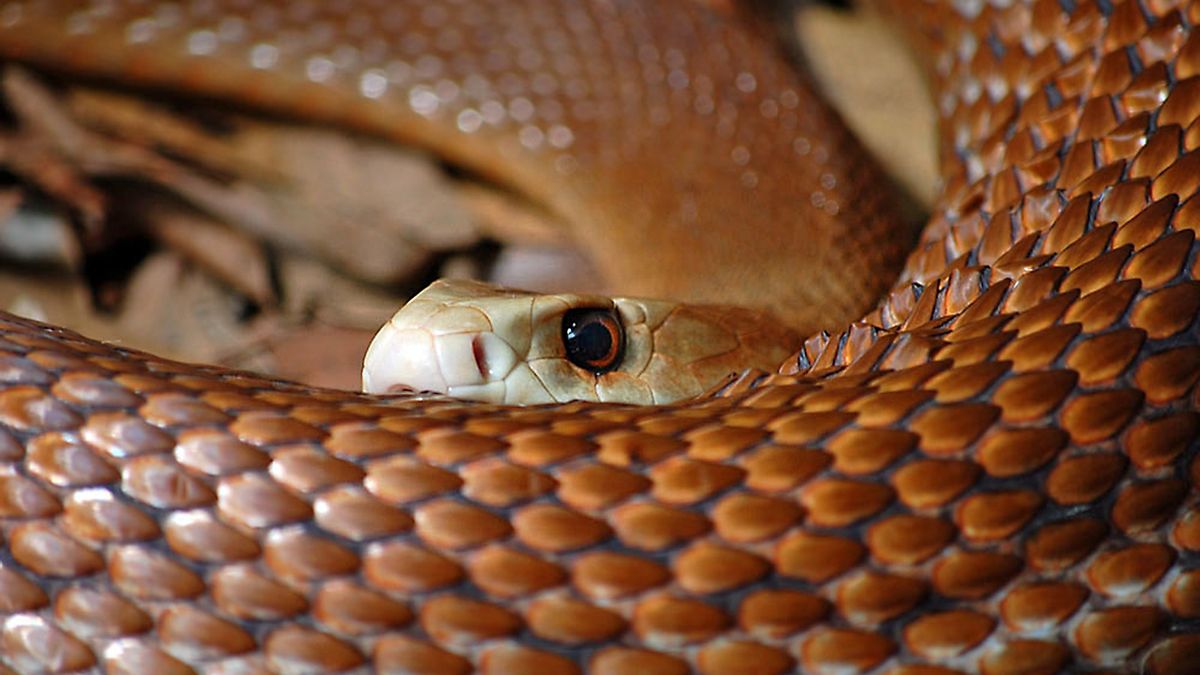 Тайпана 2. Мулга змея коричневый Король. Мулга змея. Коричневый Король Тайпан. Австралийская змея мулга.