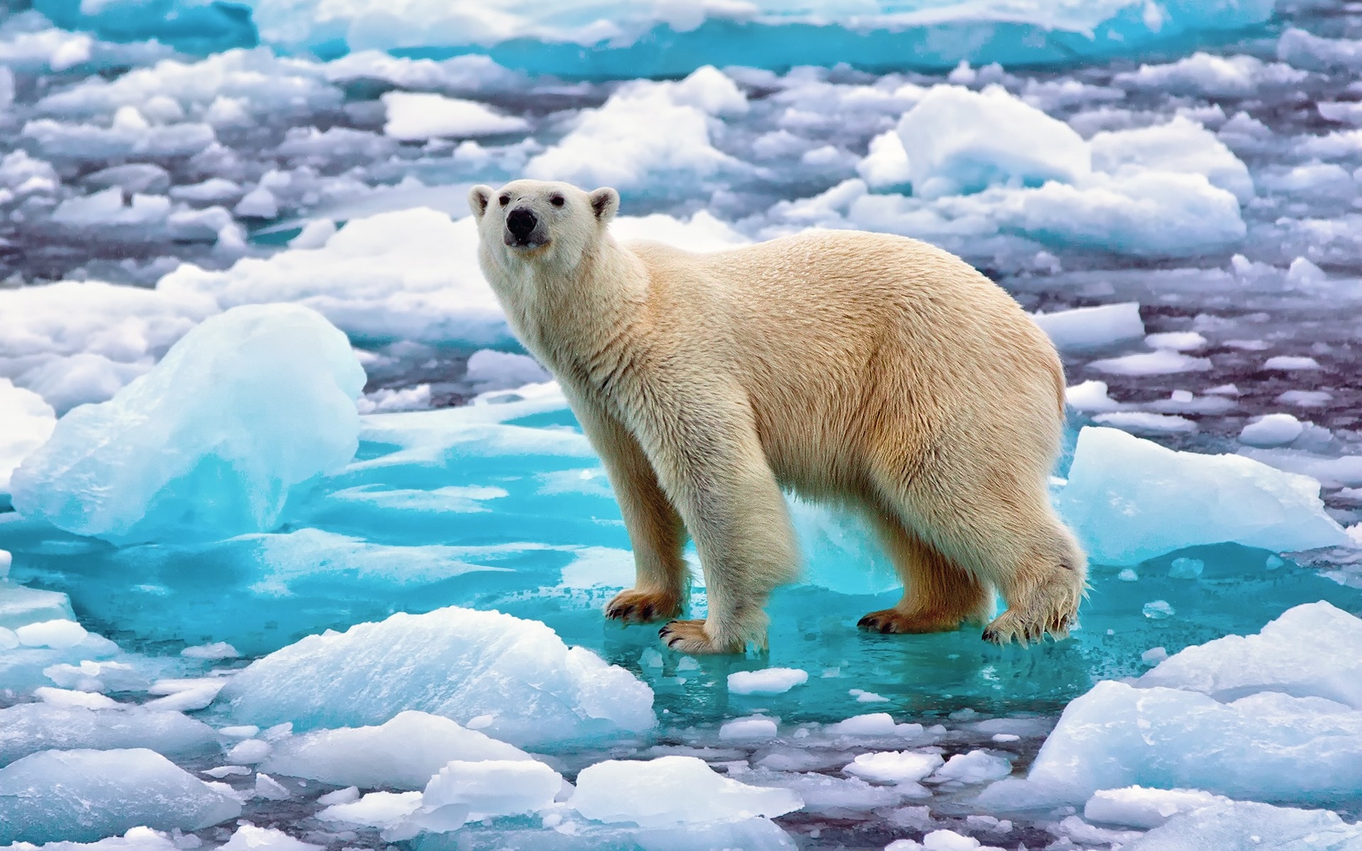 Lexica - pixel art polar bear standing on top of iceberg
