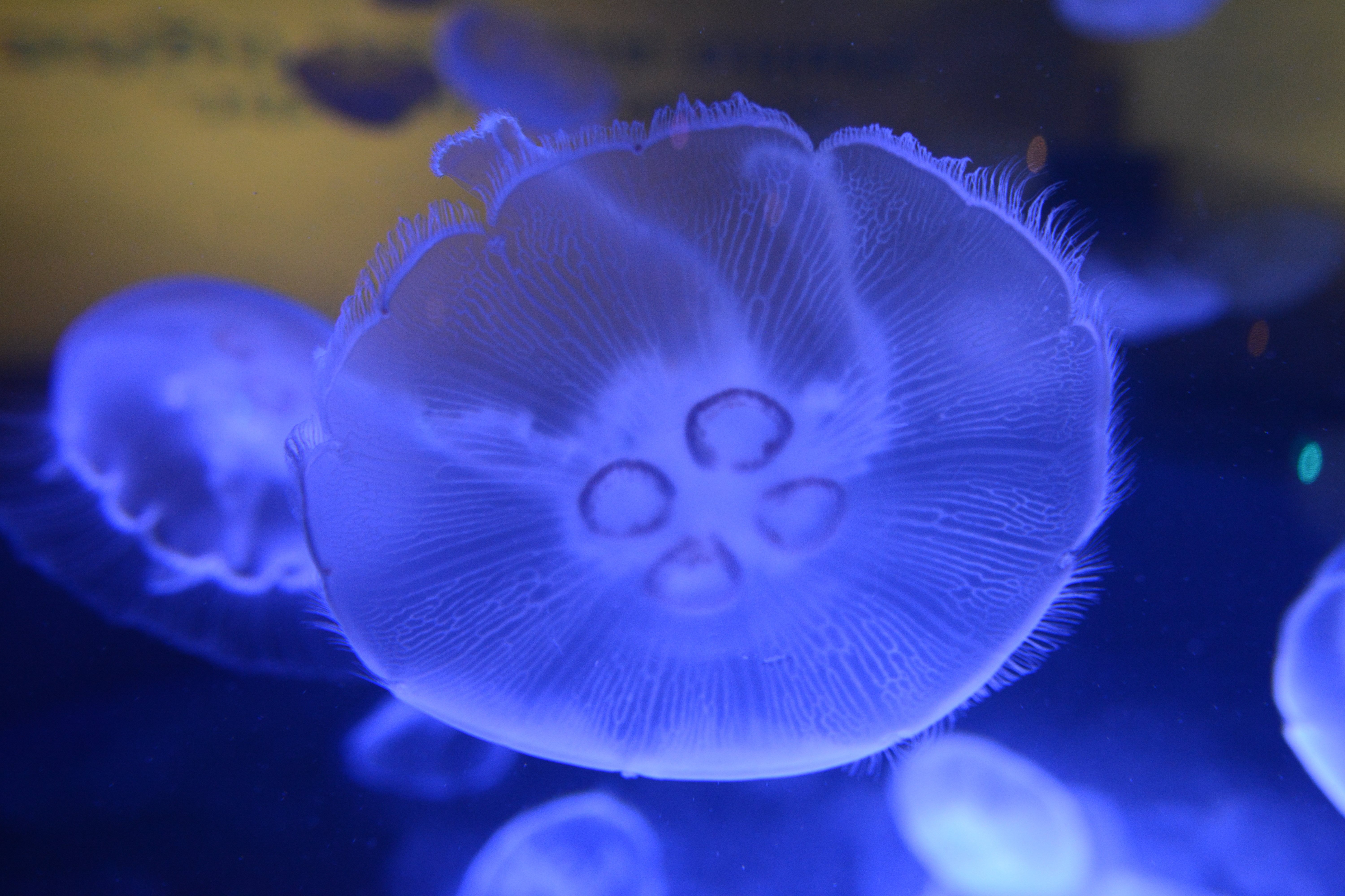 animals, jellyfish, macro, close up, underwater world