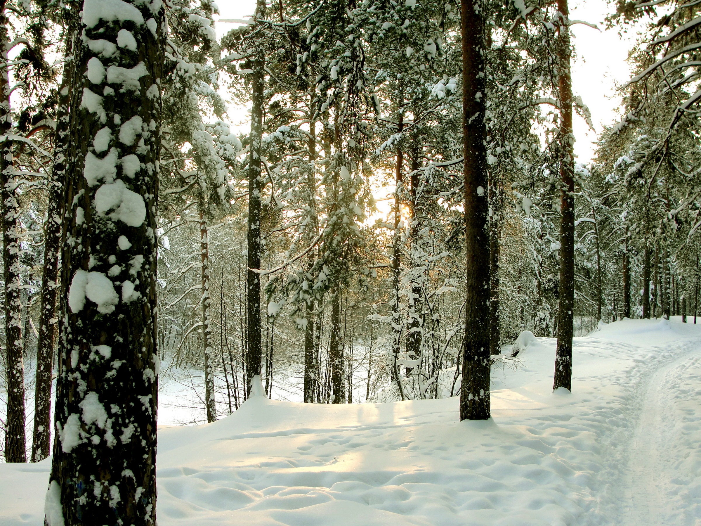 Сестрорецкий зимний лес