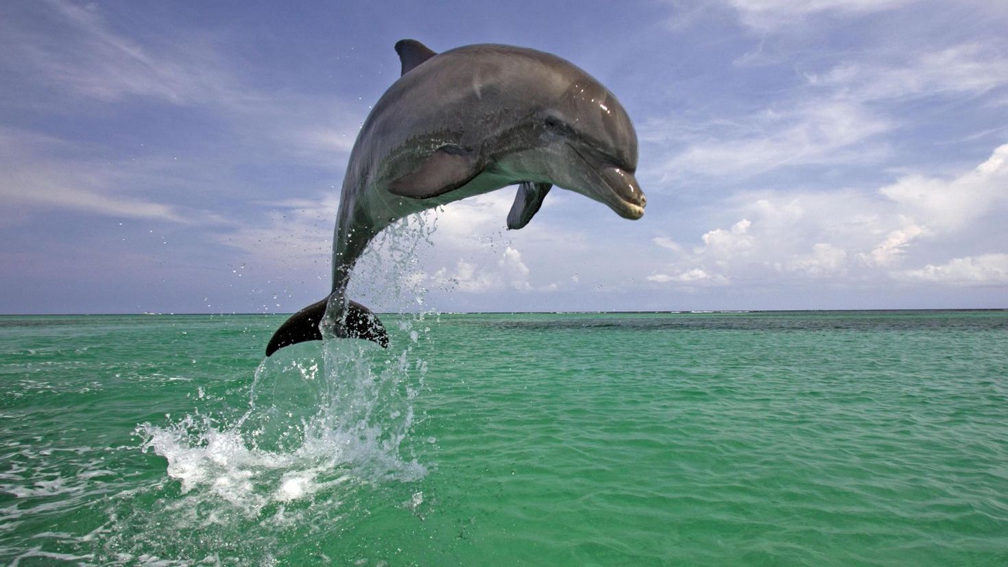 Морские обитатели Дельфин