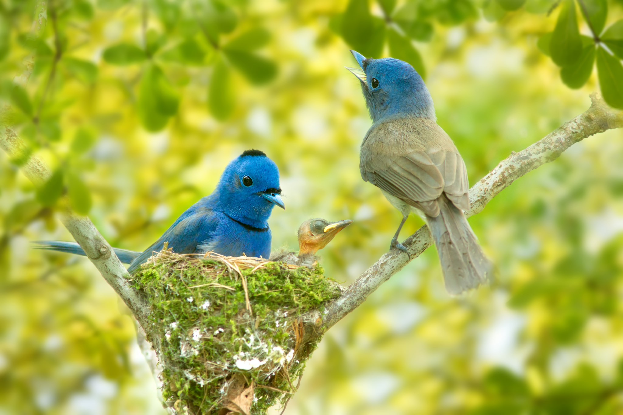 animal, bird, baby animal, blue tanager, nest, birds HD wallpaper