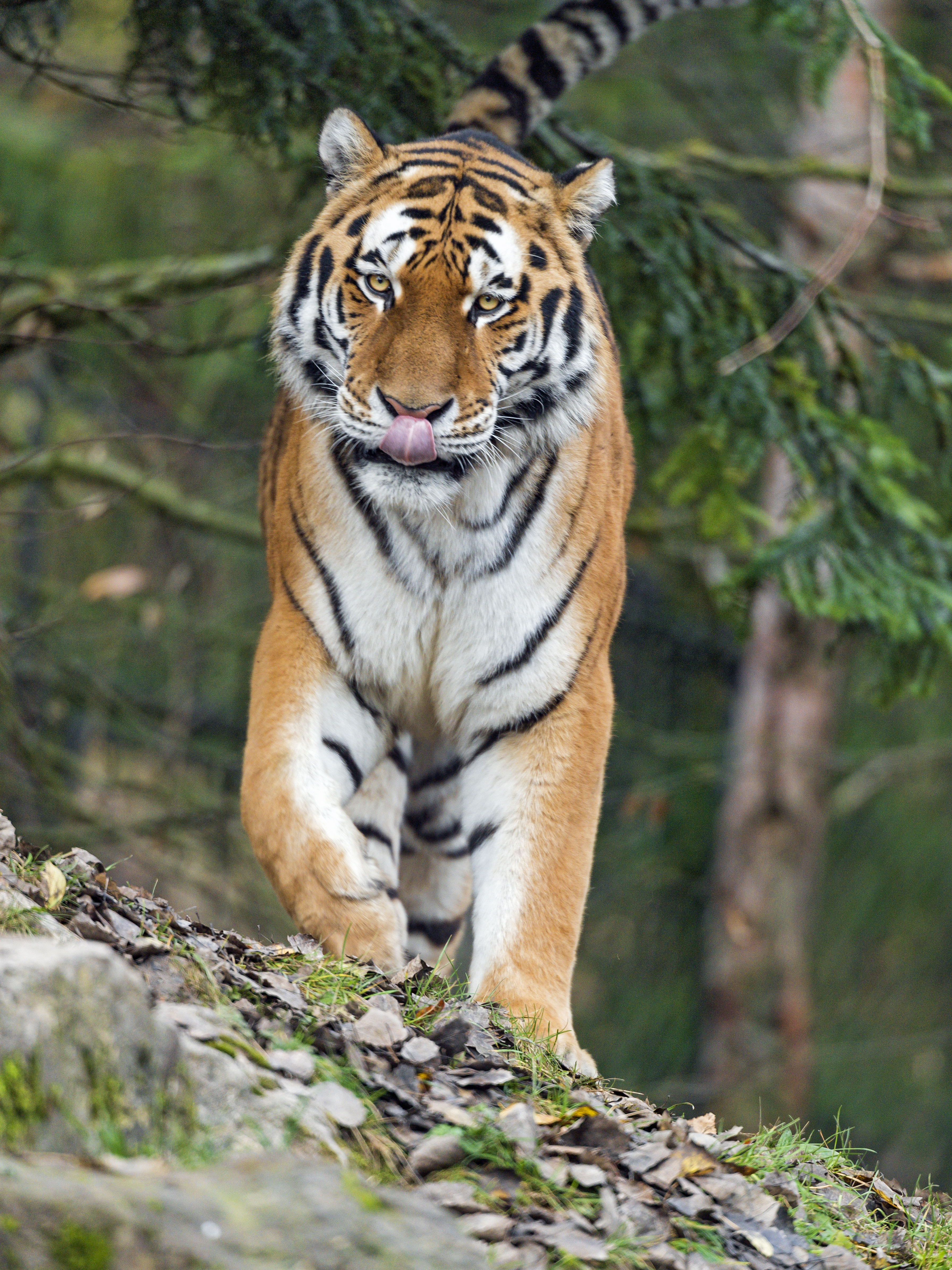 128393 скачать обои амурский тигр, большая кошка, тигр, животные, хищник, высунутый язык - заставки и картинки бесплатно